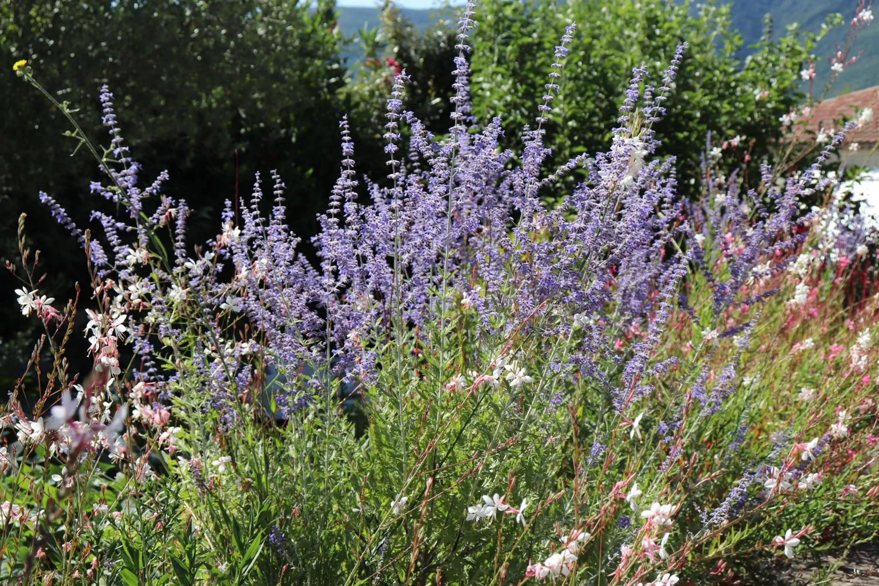 Garden in chambres d'hôtes du capimont