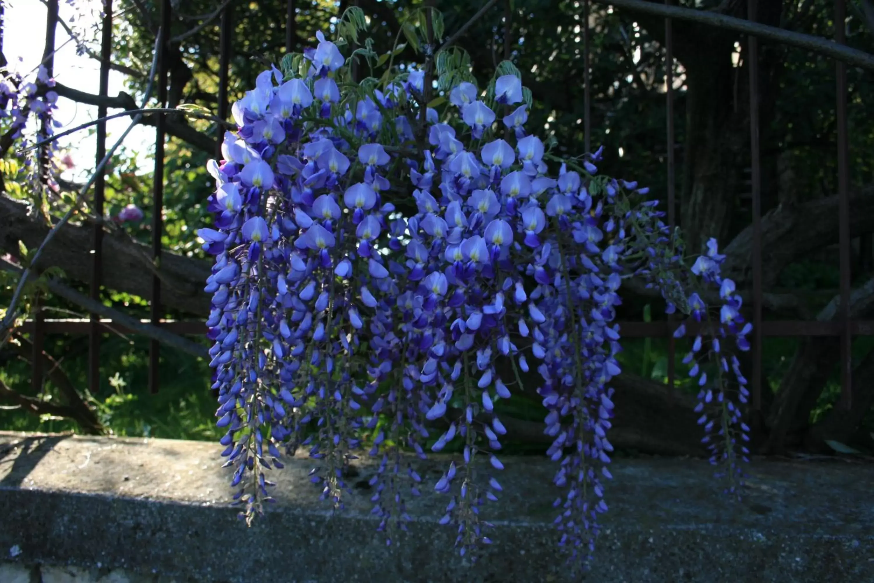 Garden in B&B Il Glicine