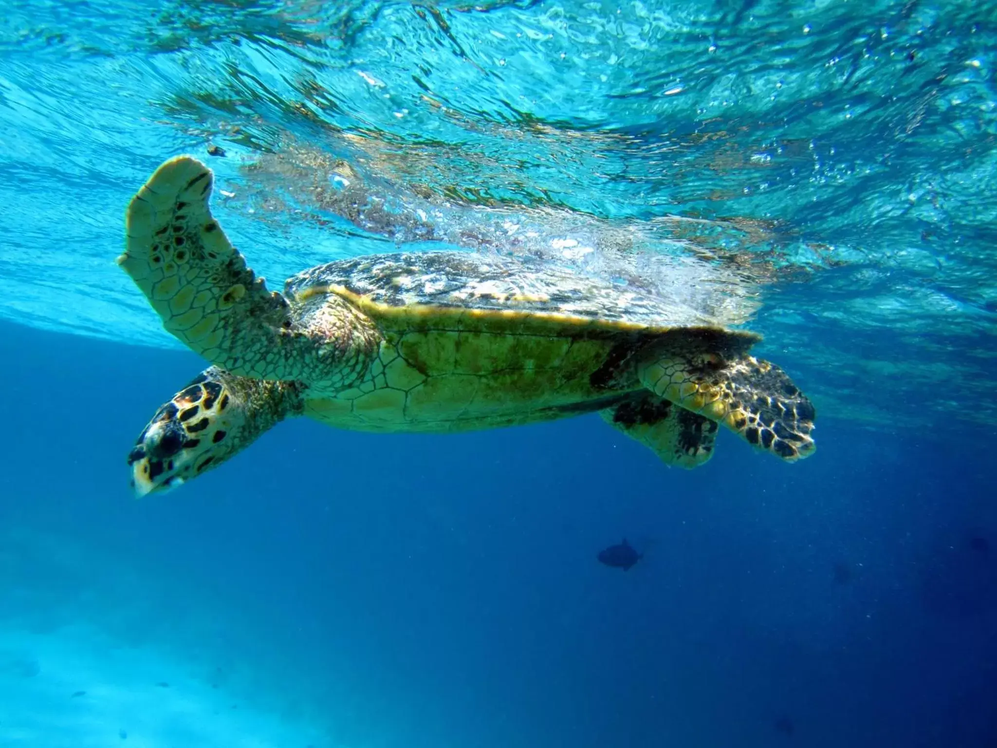 Snorkeling, Other Animals in Canareef Resort Maldives