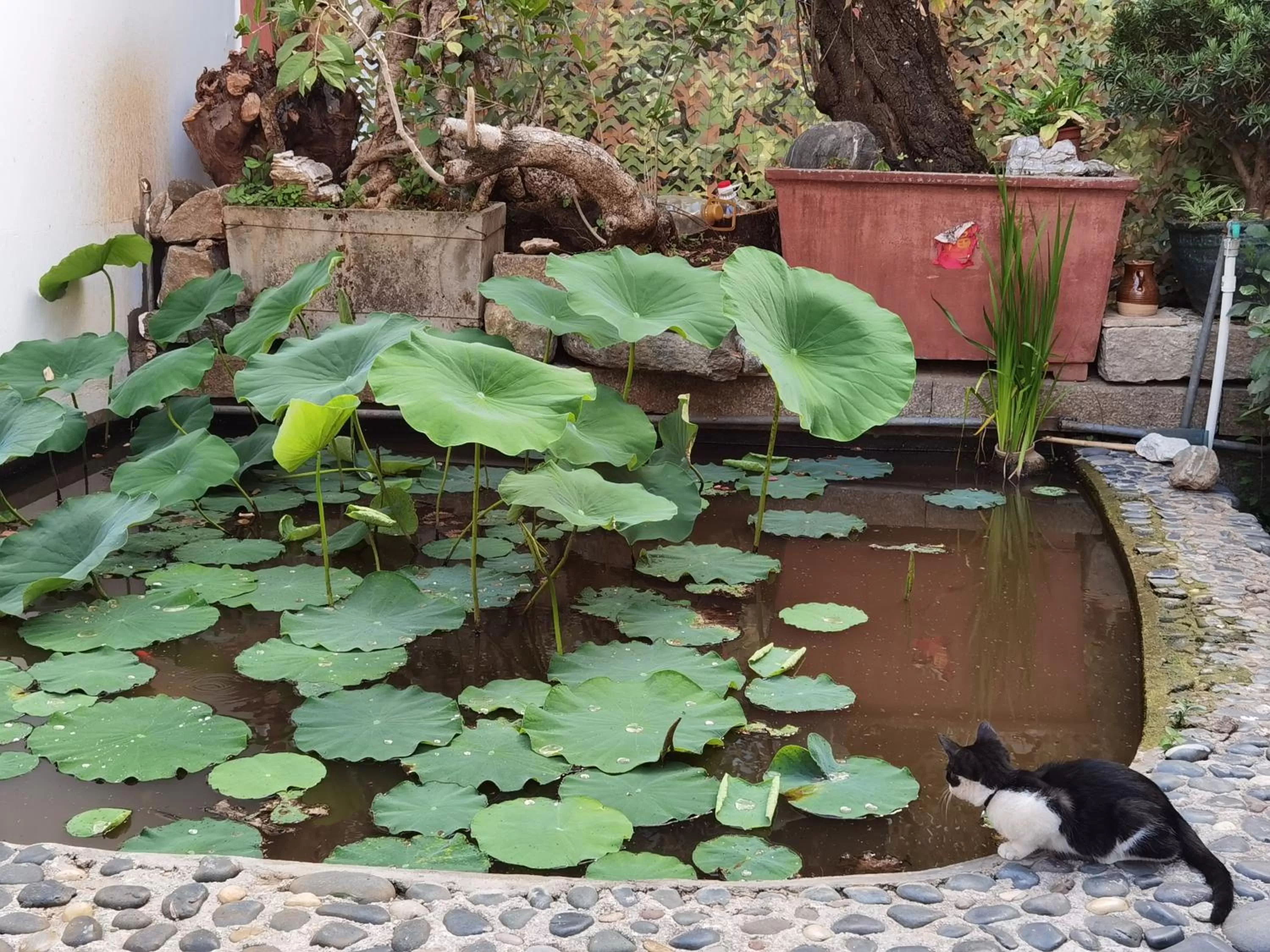 Garden, Other Animals in The Lily Pad Inn