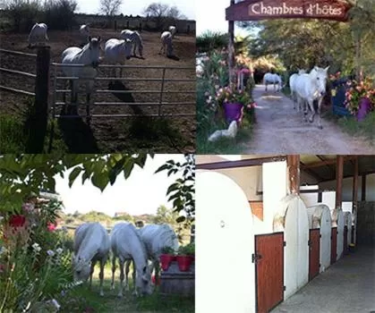 Horse-riding in Gites Chambres d'hotes Mazet du Maréchal Ferrant