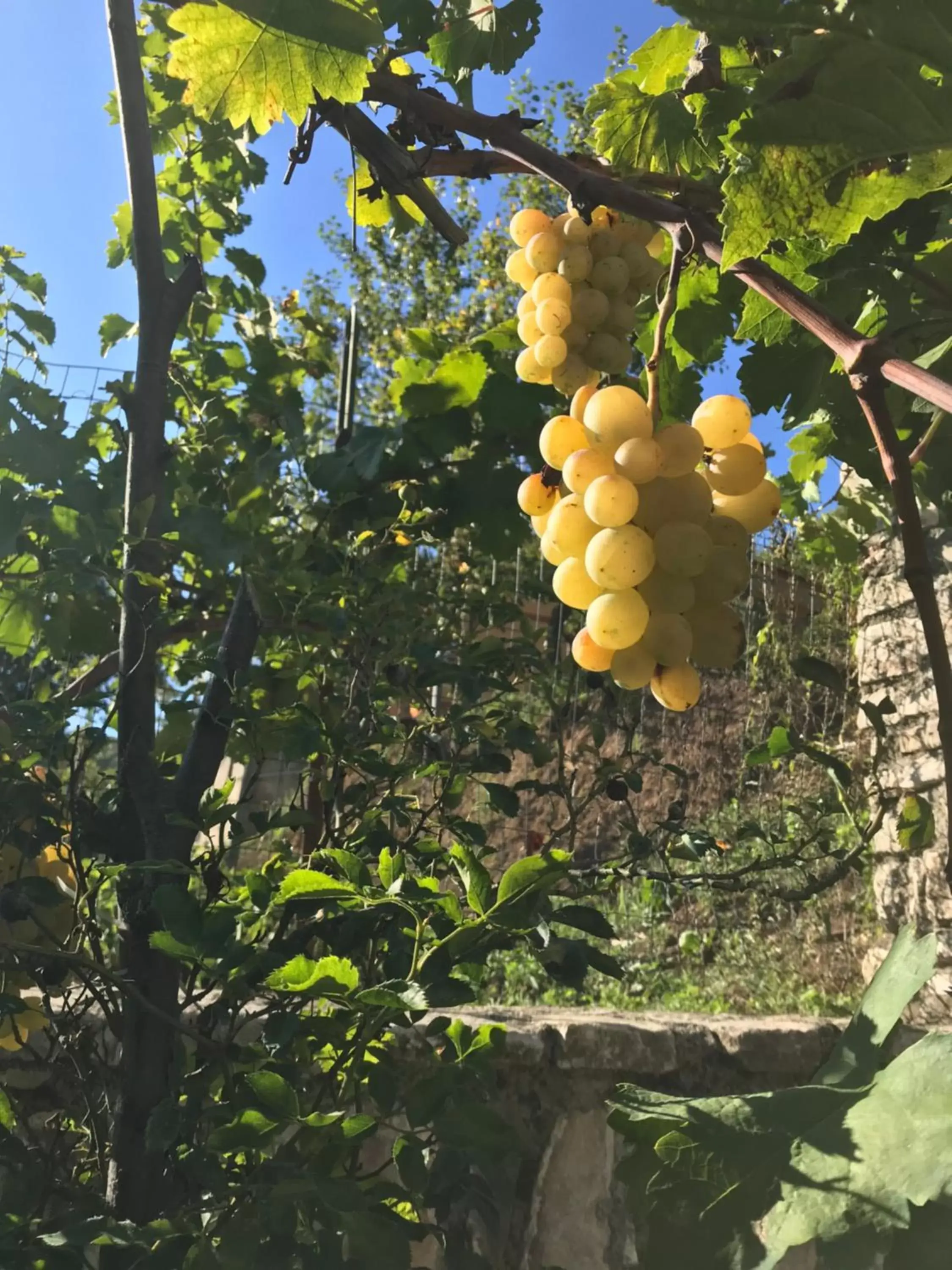 Garden in B&B Da Felice