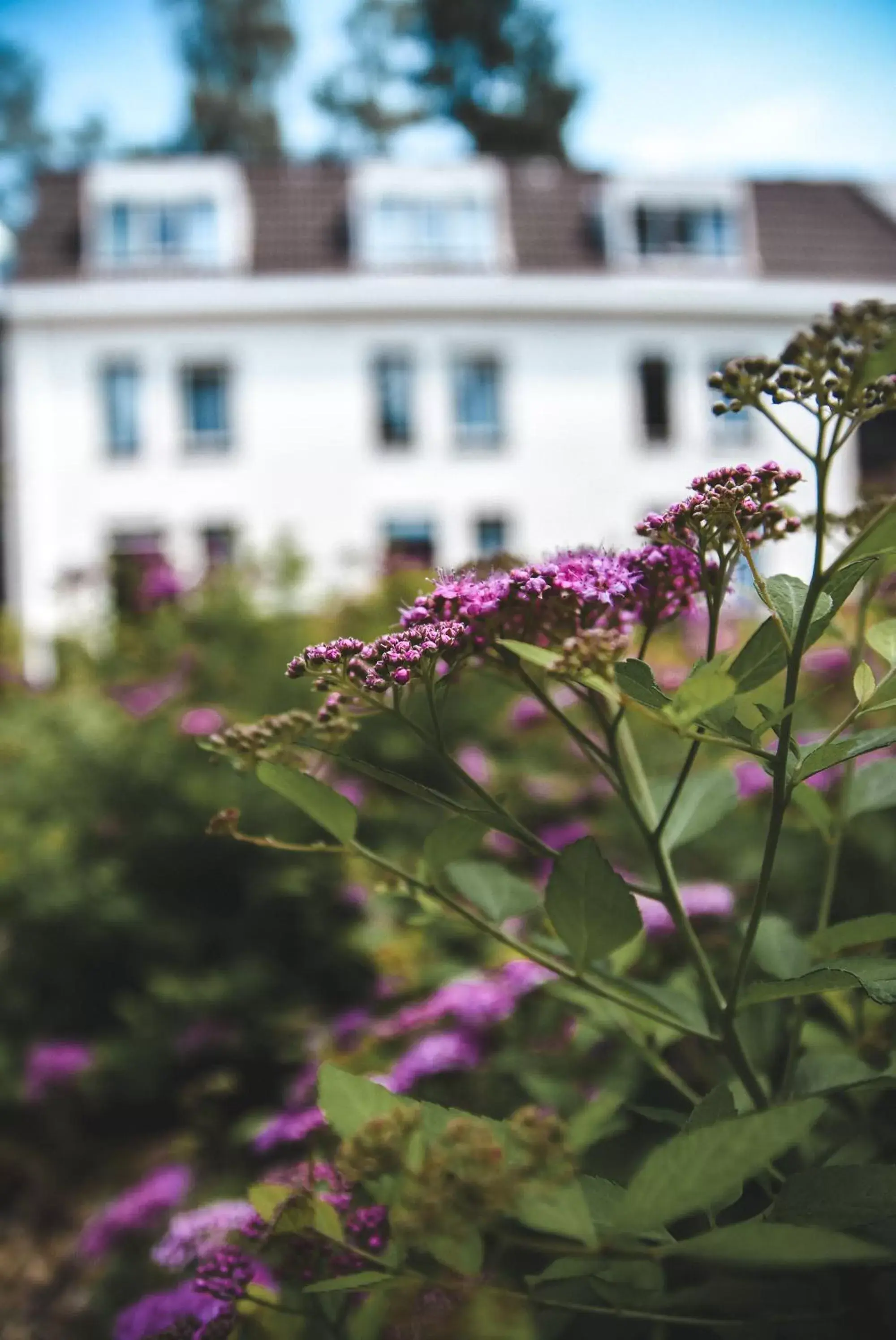 Summer, Other Animals in Witte Berken Natuurhotel