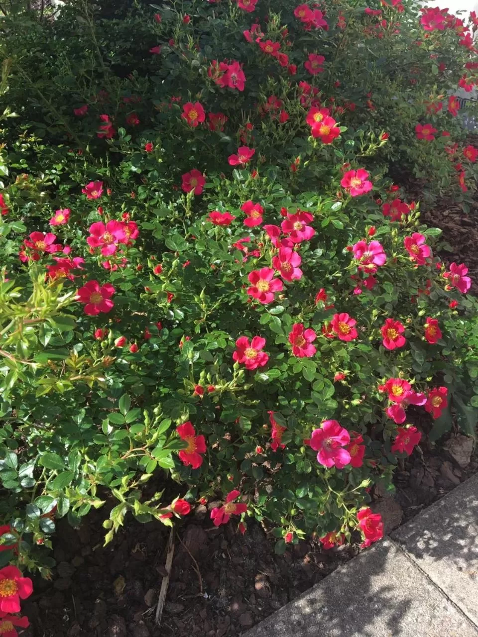 Garden in Trouville Bed & Breakfast