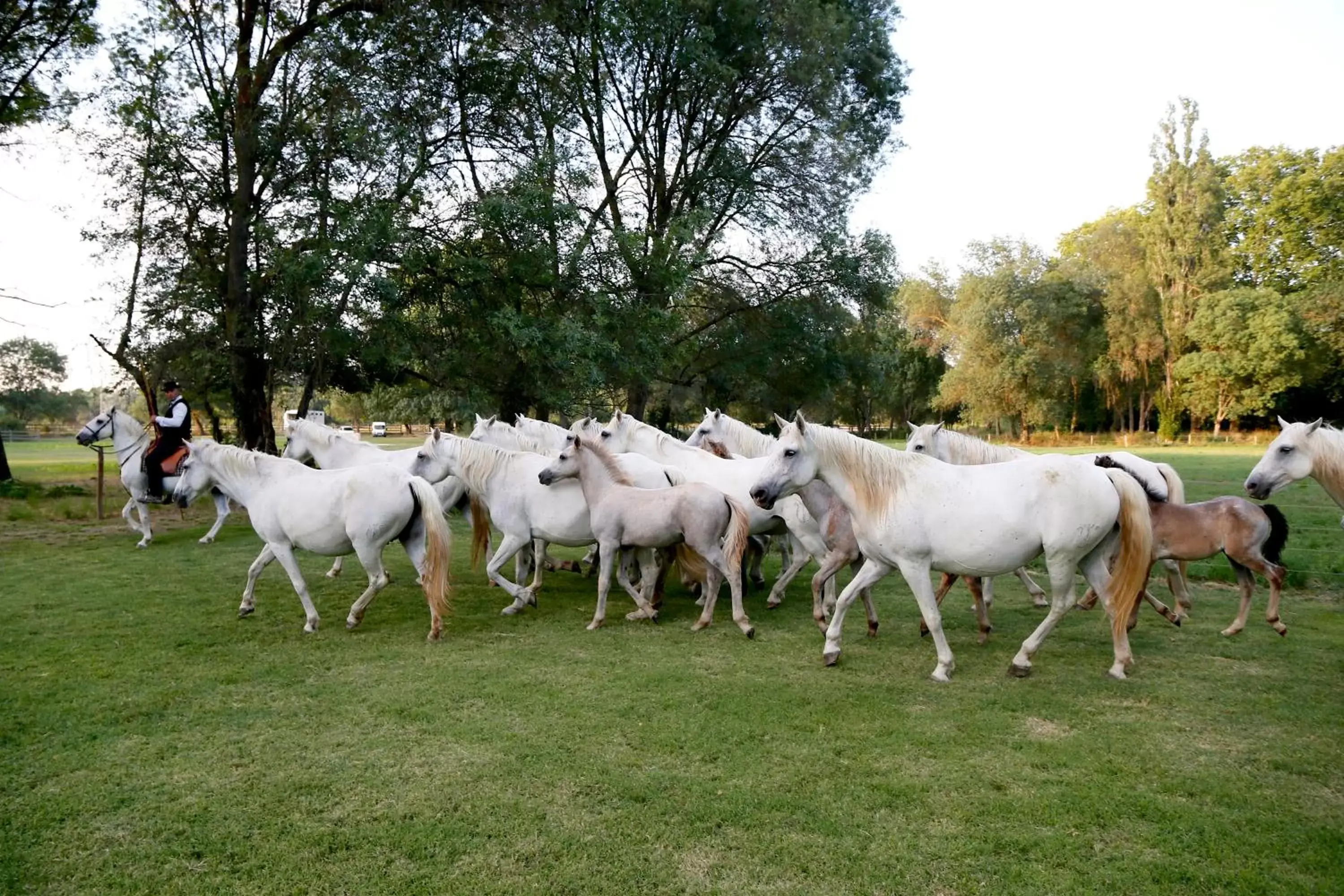 Garden, Other Animals in Domaine de Biar