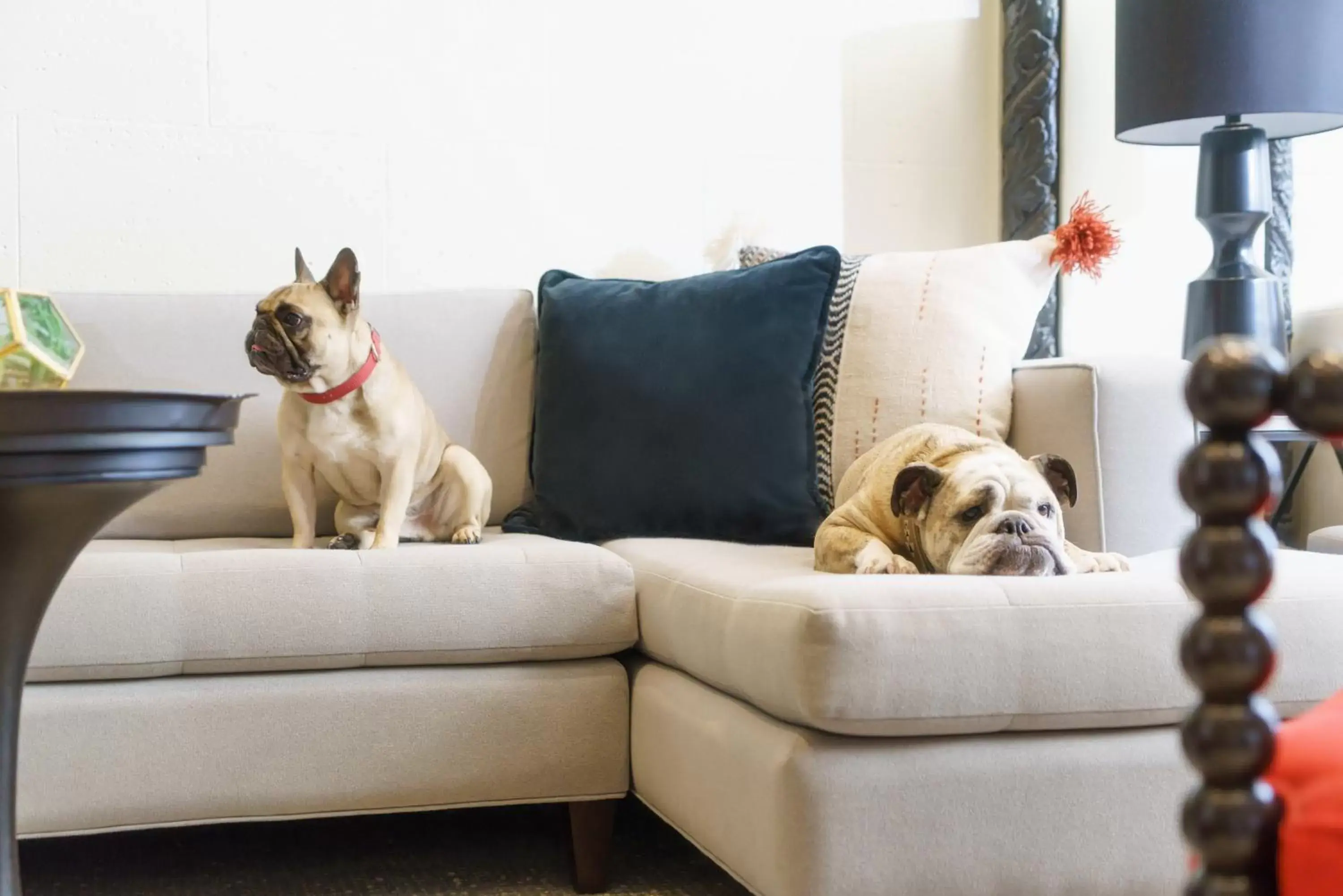 Pets, Seating Area in Hotel Spero