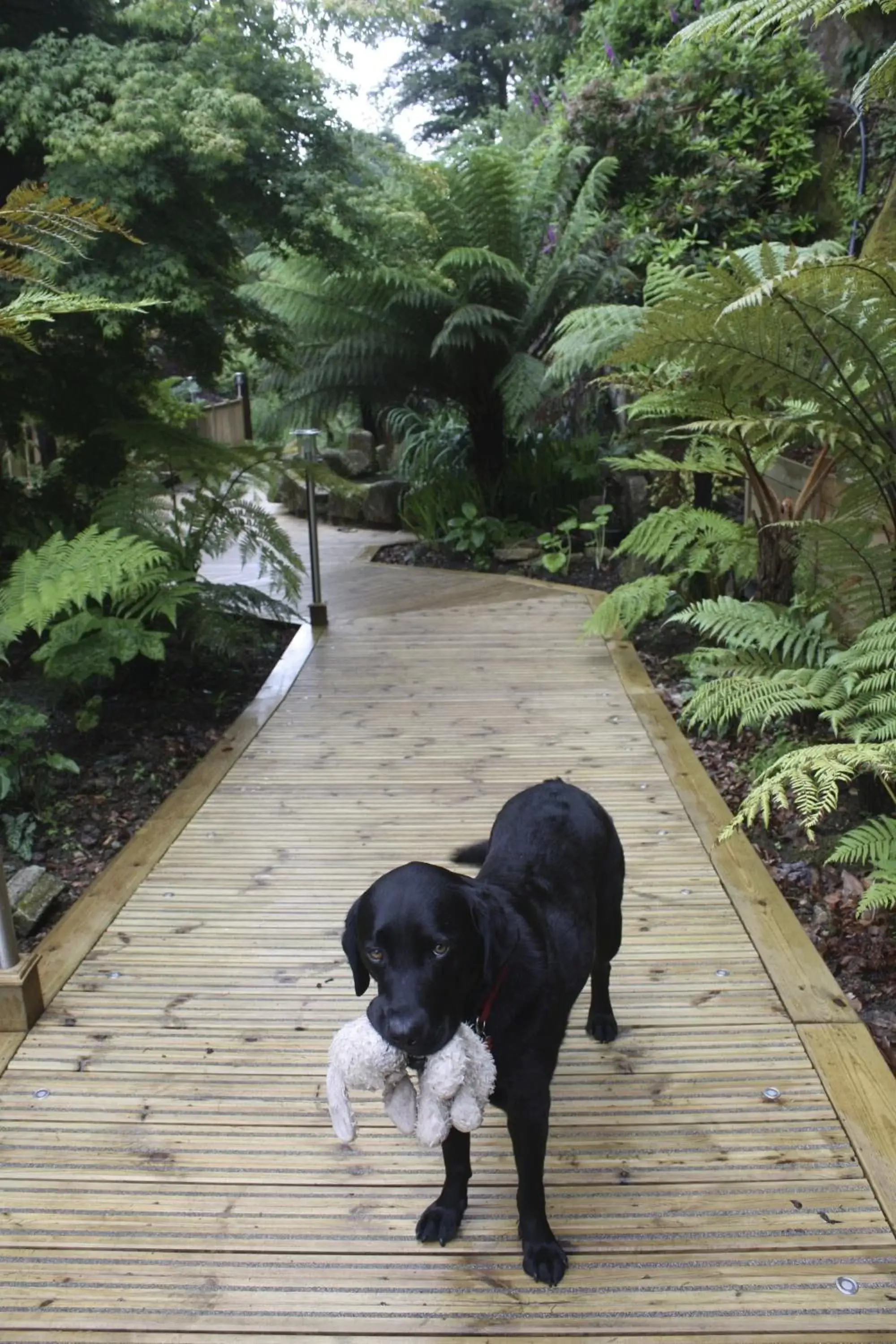 Pets in The Waterwheel