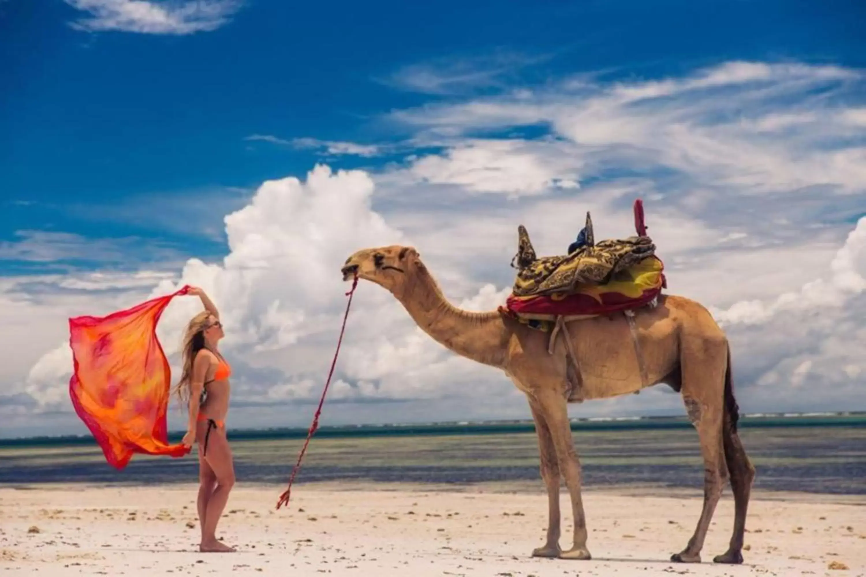 Beach, Other Animals in Reef Hotel Mombasa