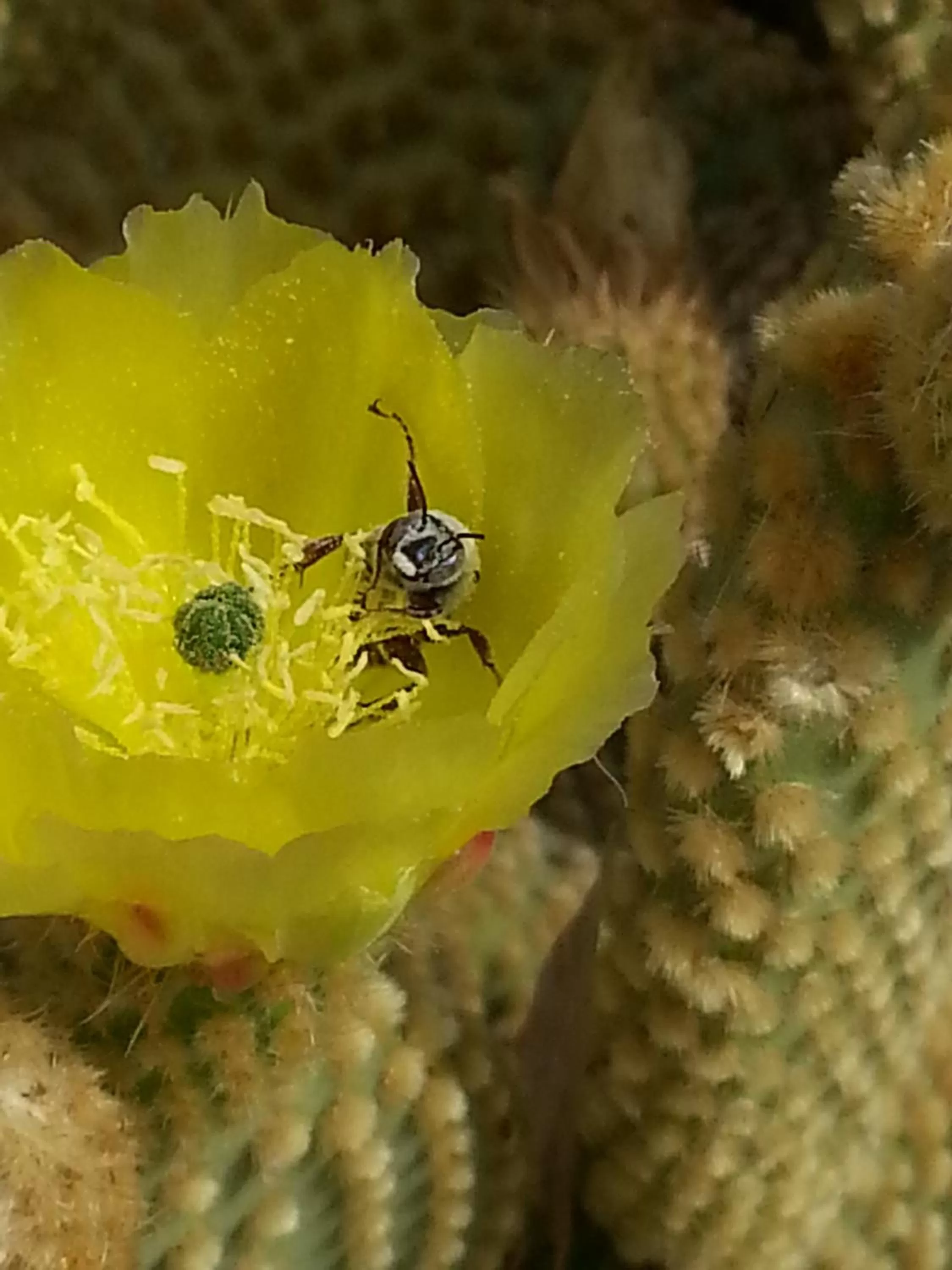 Other, Other Animals in Atomic Inn Beatty Near Death Valley