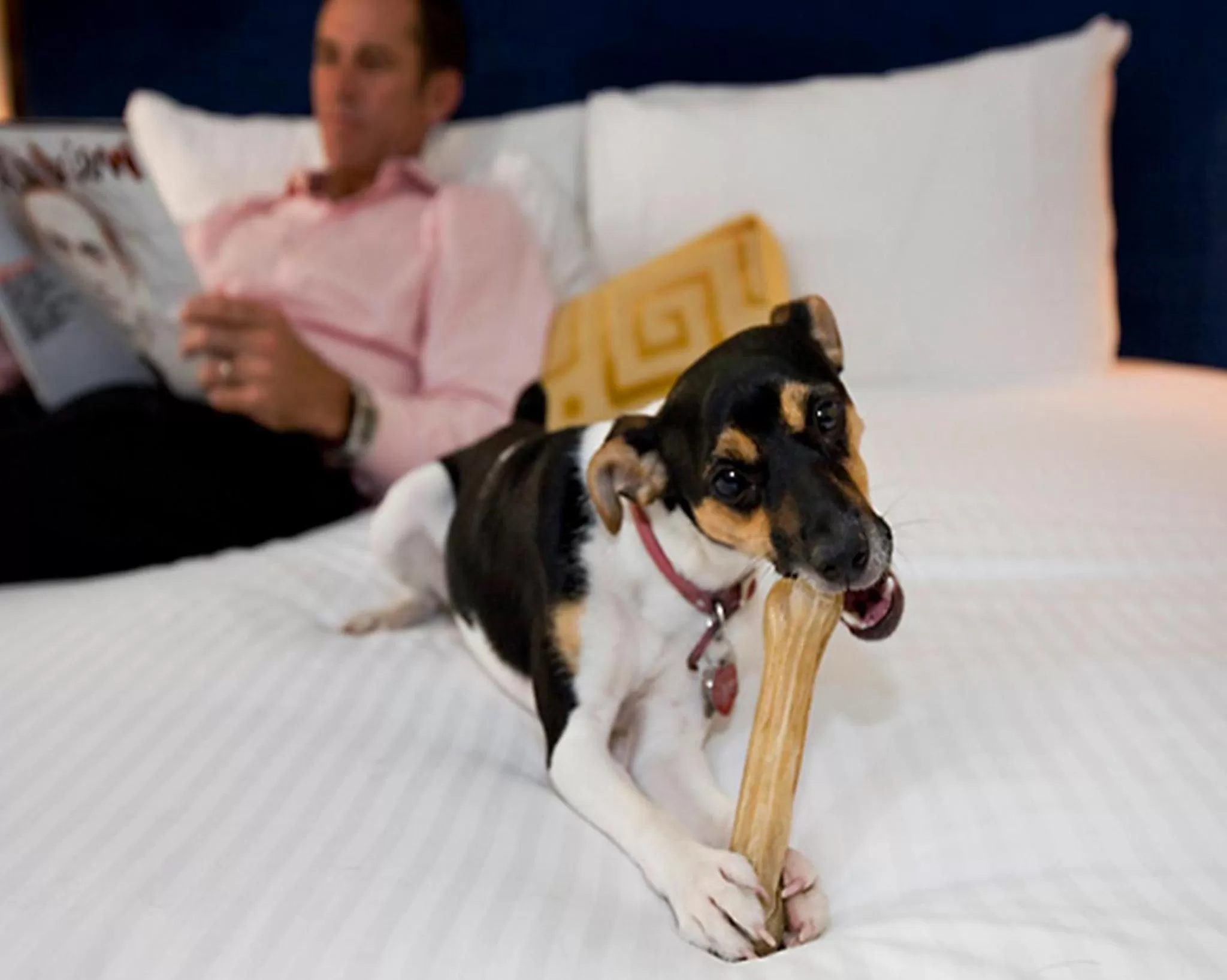 Animals in Best Western Gustaf Froding Hotel & Konferens