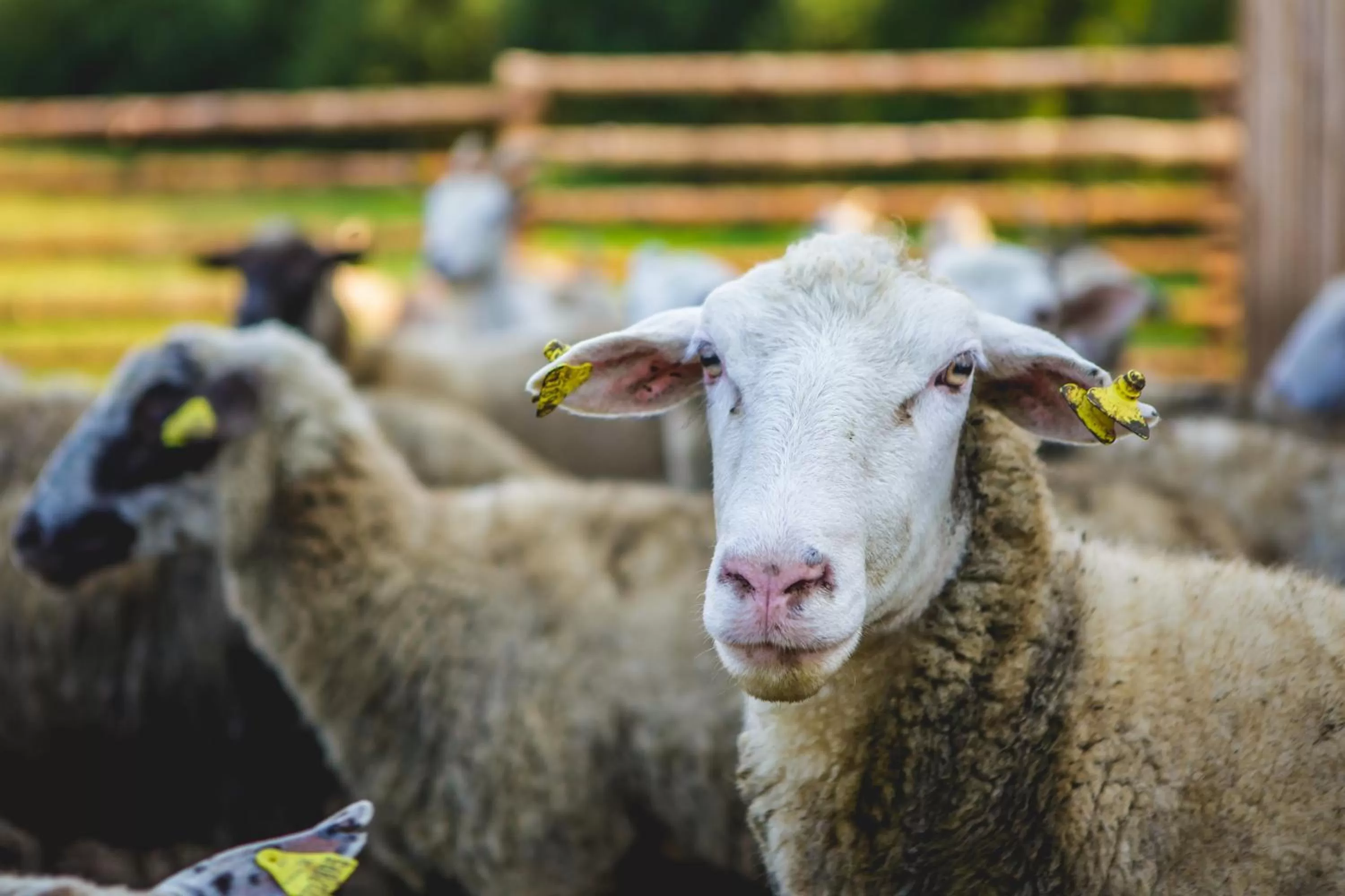 Pets in Oravský Háj Garden Hotel & Resort