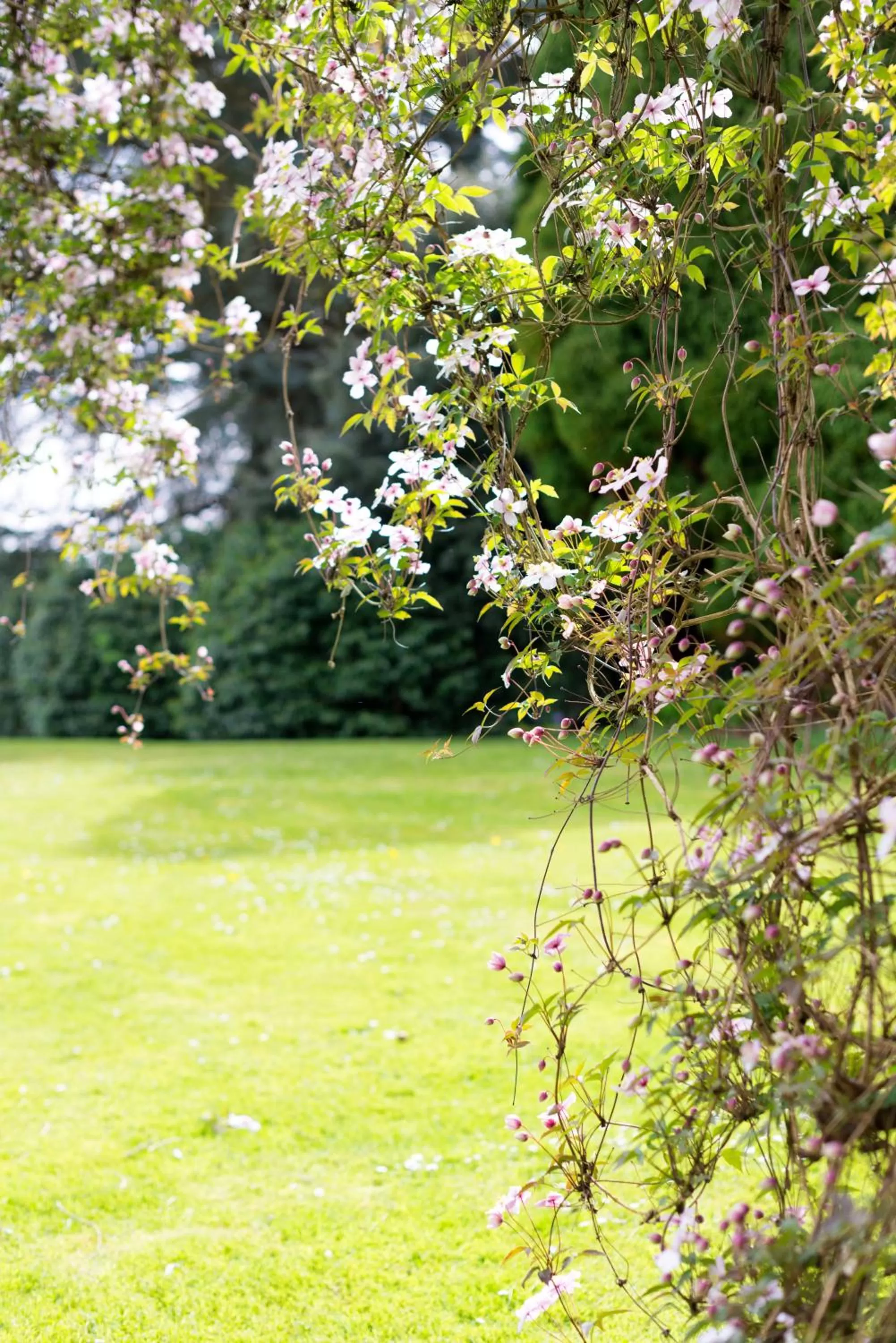 Garden in Lord Haldon Country Hotel, Sure Hotel Collection by Best Western