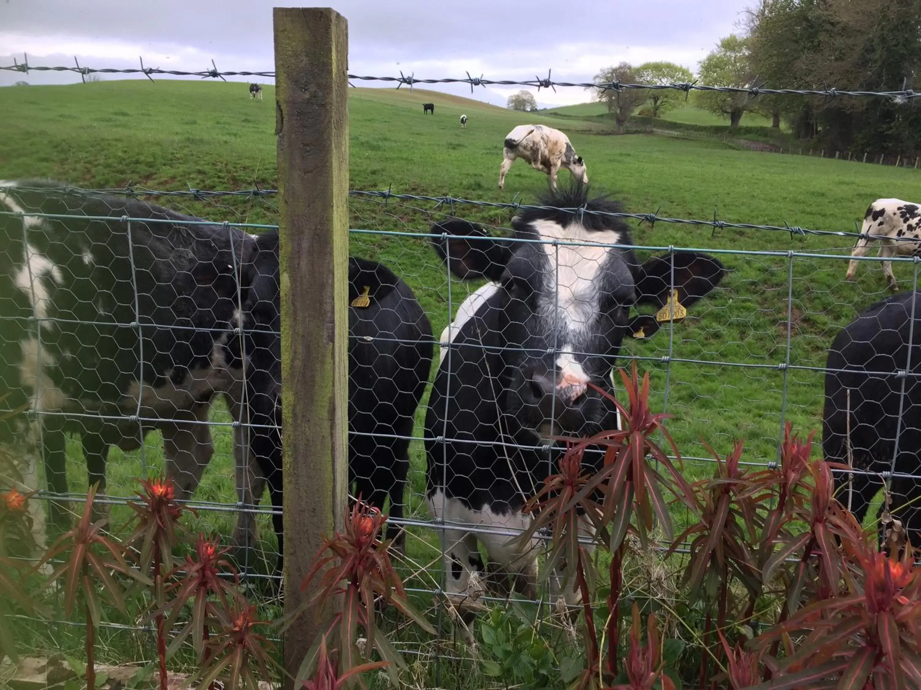 Property building, Other Animals in Retreat at The Knowe Auchincruive Estate