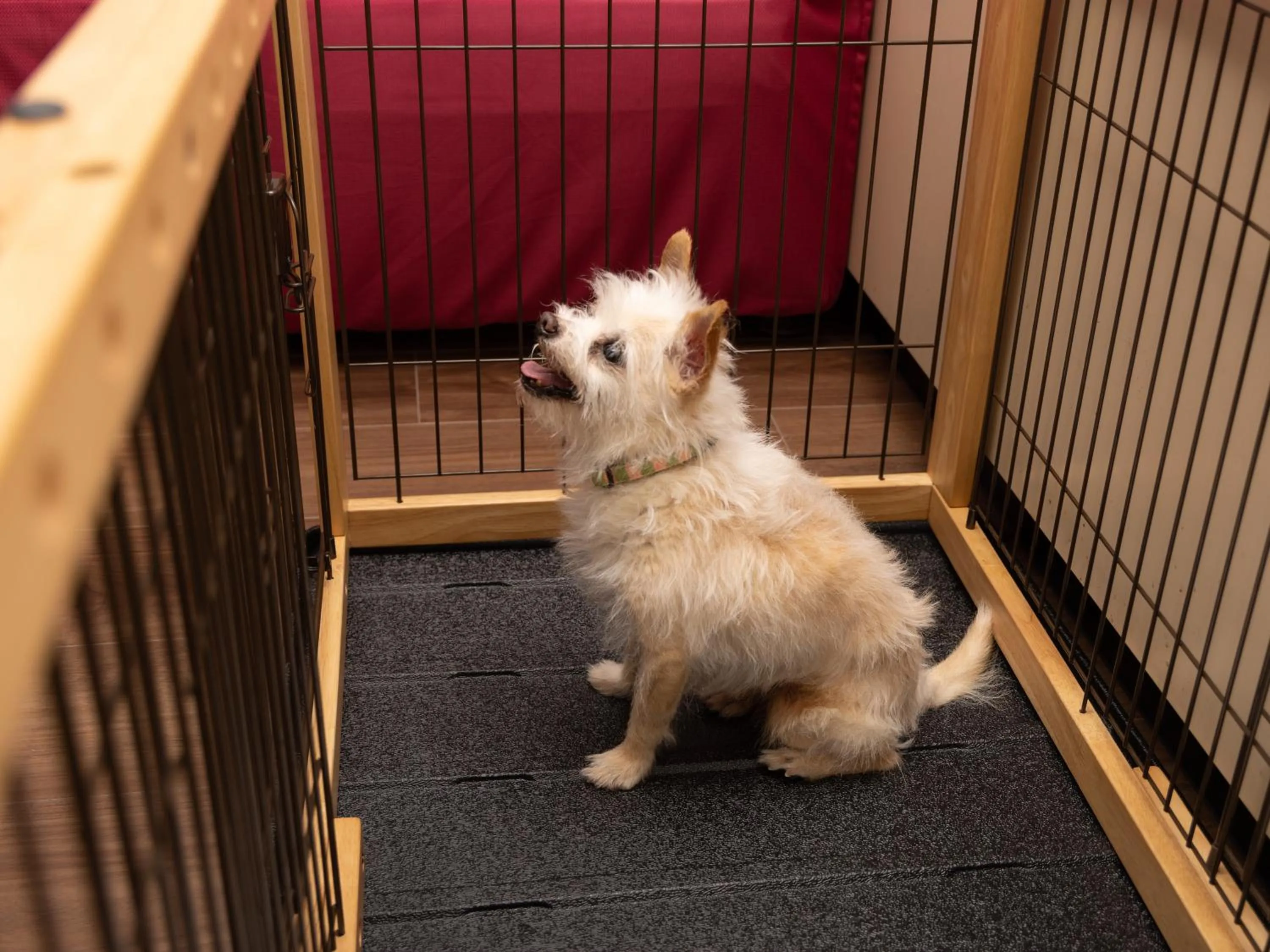 Animals in APA Hotel & Resort Joetsu Myoko