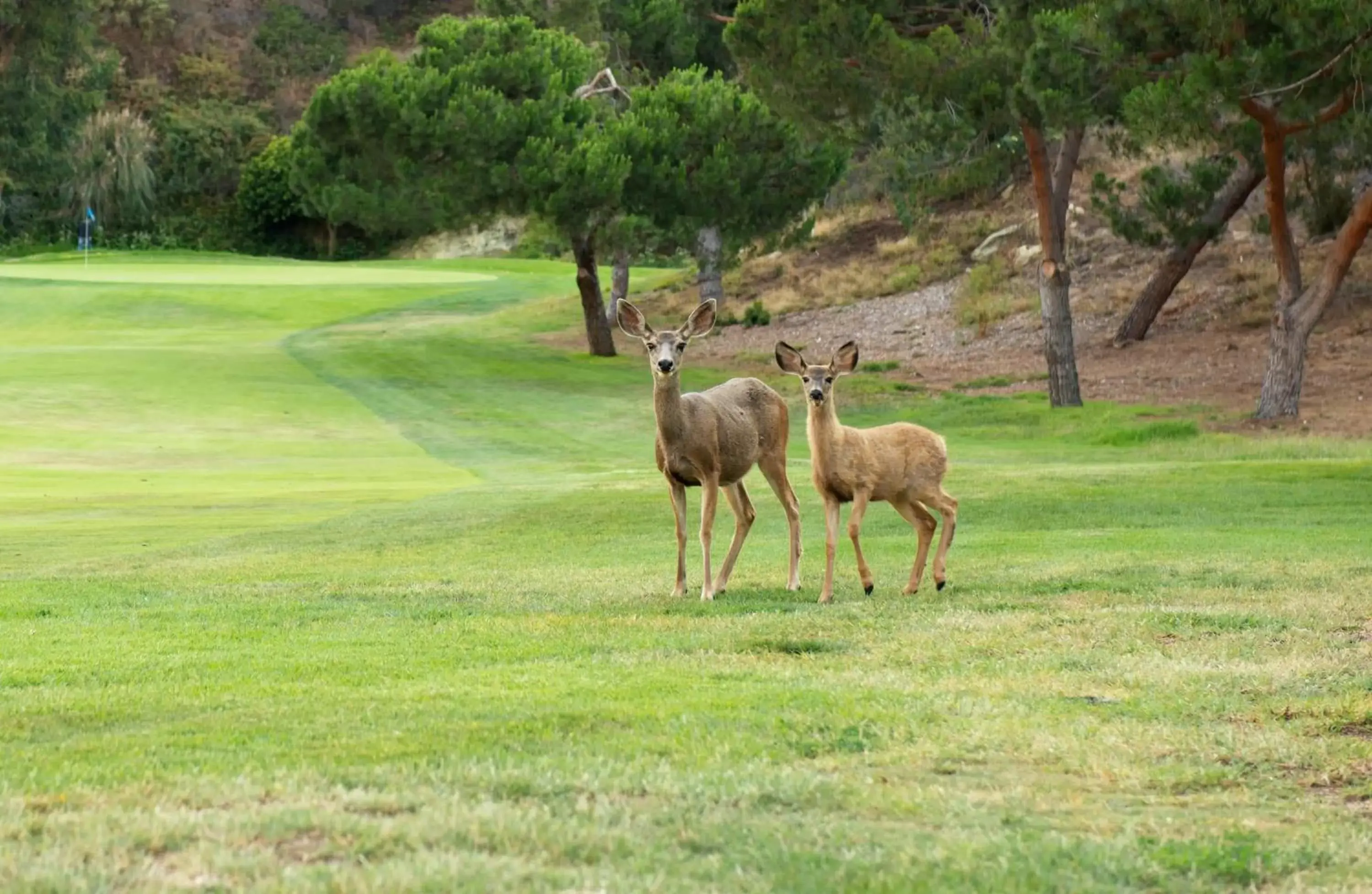 Golfcourse, Other Animals in The Ranch at Laguna Beach