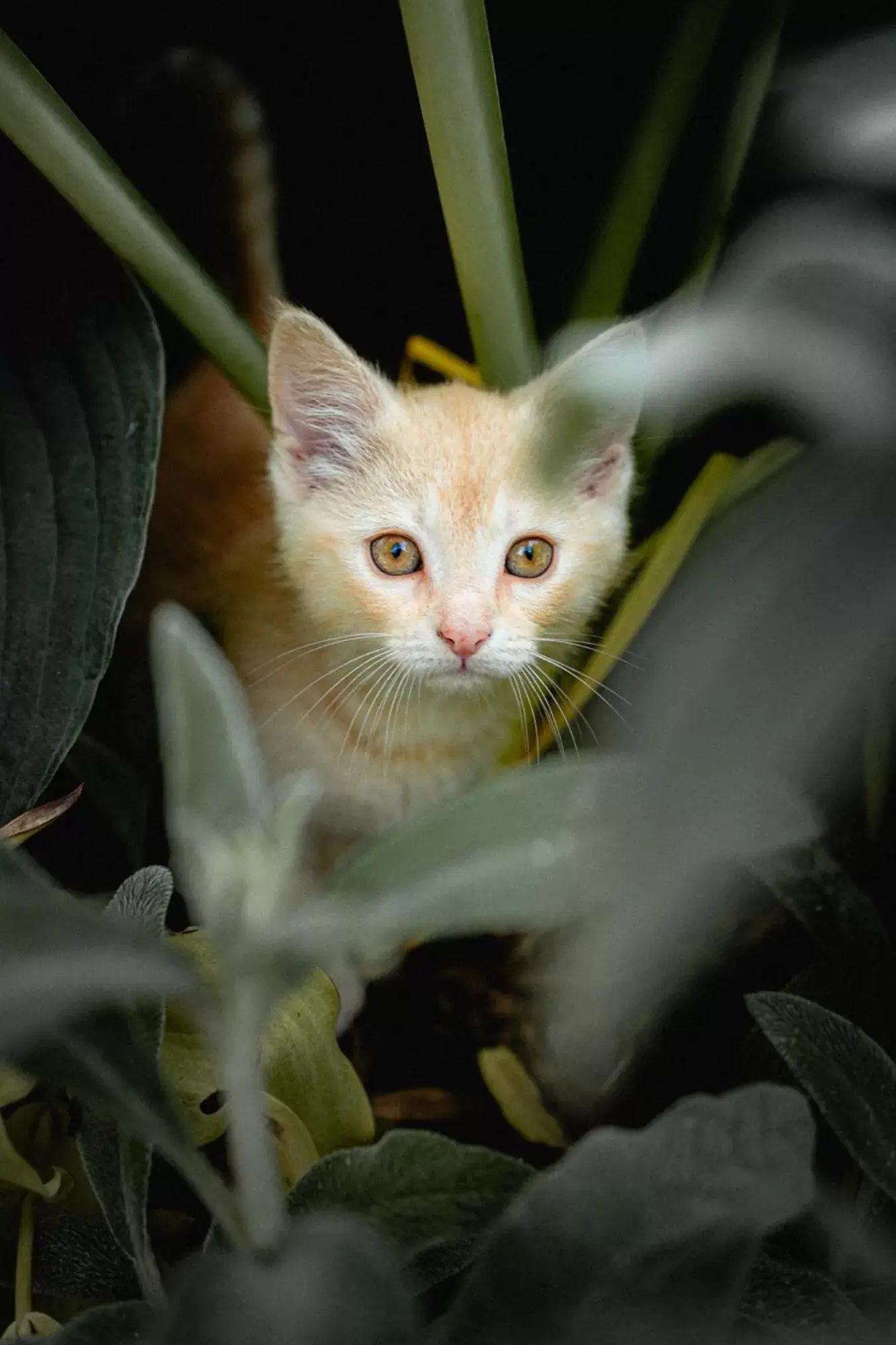 Pets in Owl's Nest Suites