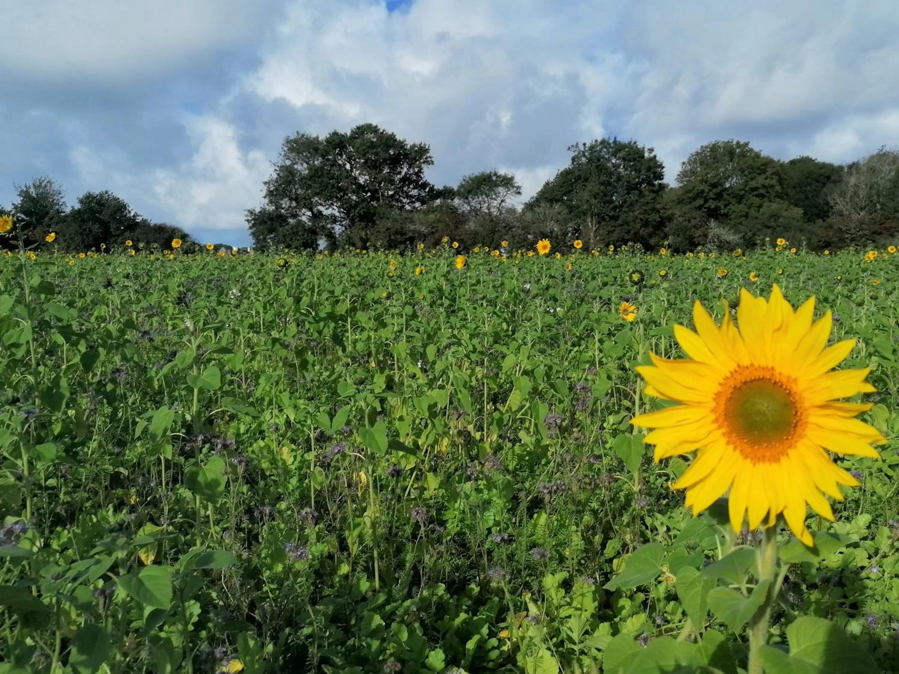 La bulle d'Etel, chambres & spa