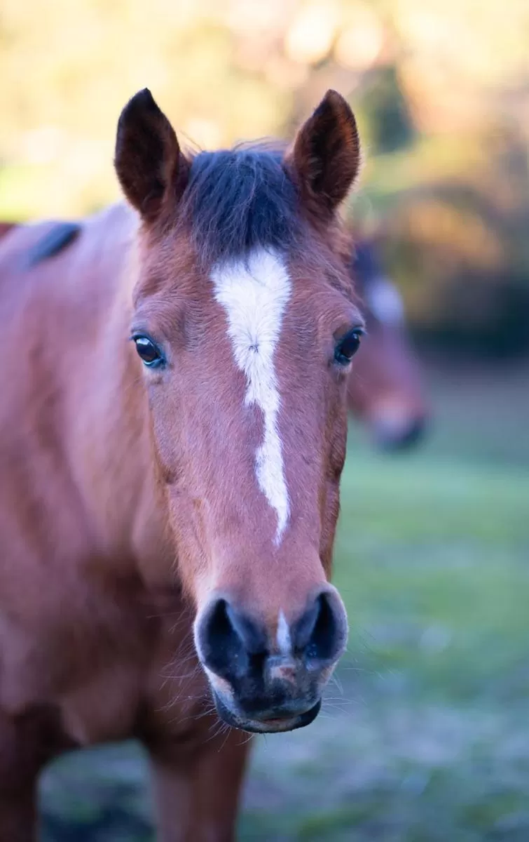 Rosewood Park Guest Suite
