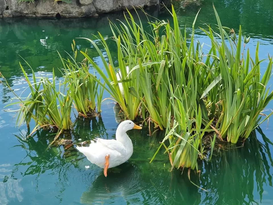 Natural landscape in Cumbria Guest House