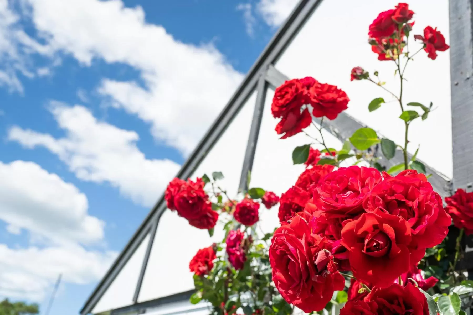 Garden in Tudor Park Motel Spacious with kitchens 1 minute walk to restaurant and shopping centre and Gisborne Hospital