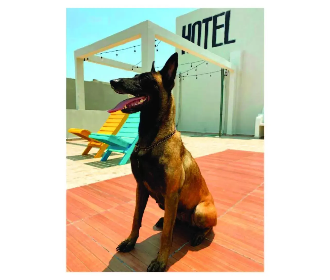 Pets in Hotel boutique Venedik