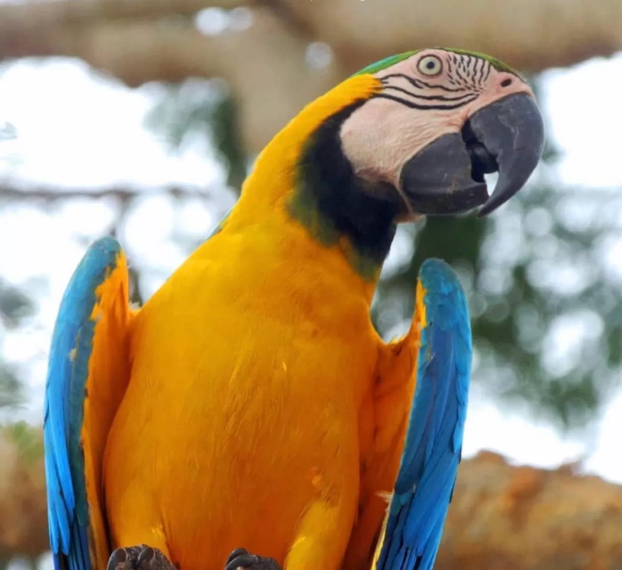 Other Animals in Hotel Baru Express