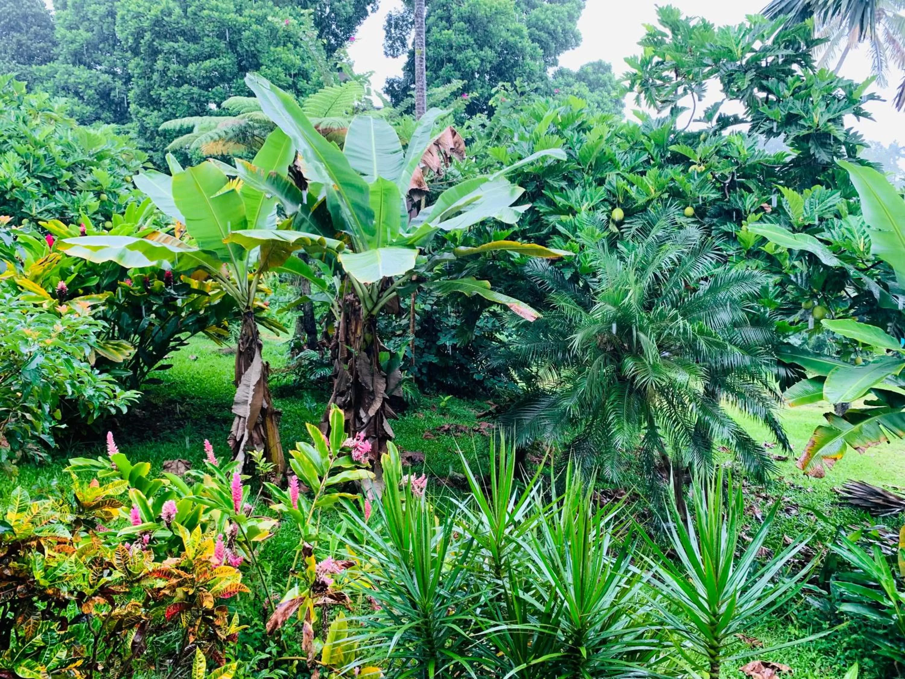 Garden in Wild Ginger Hotel
