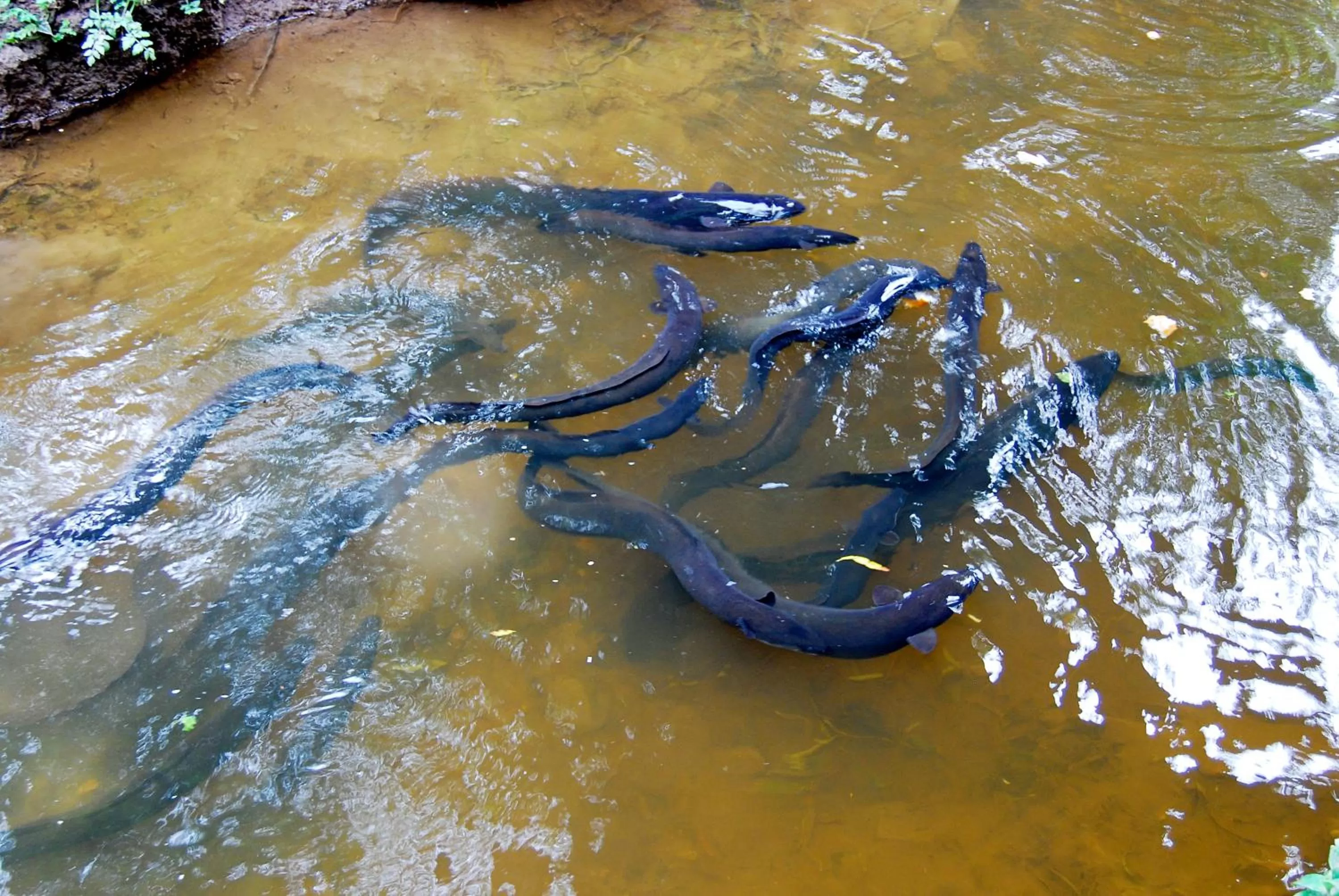 Animals in Apostles View Motel