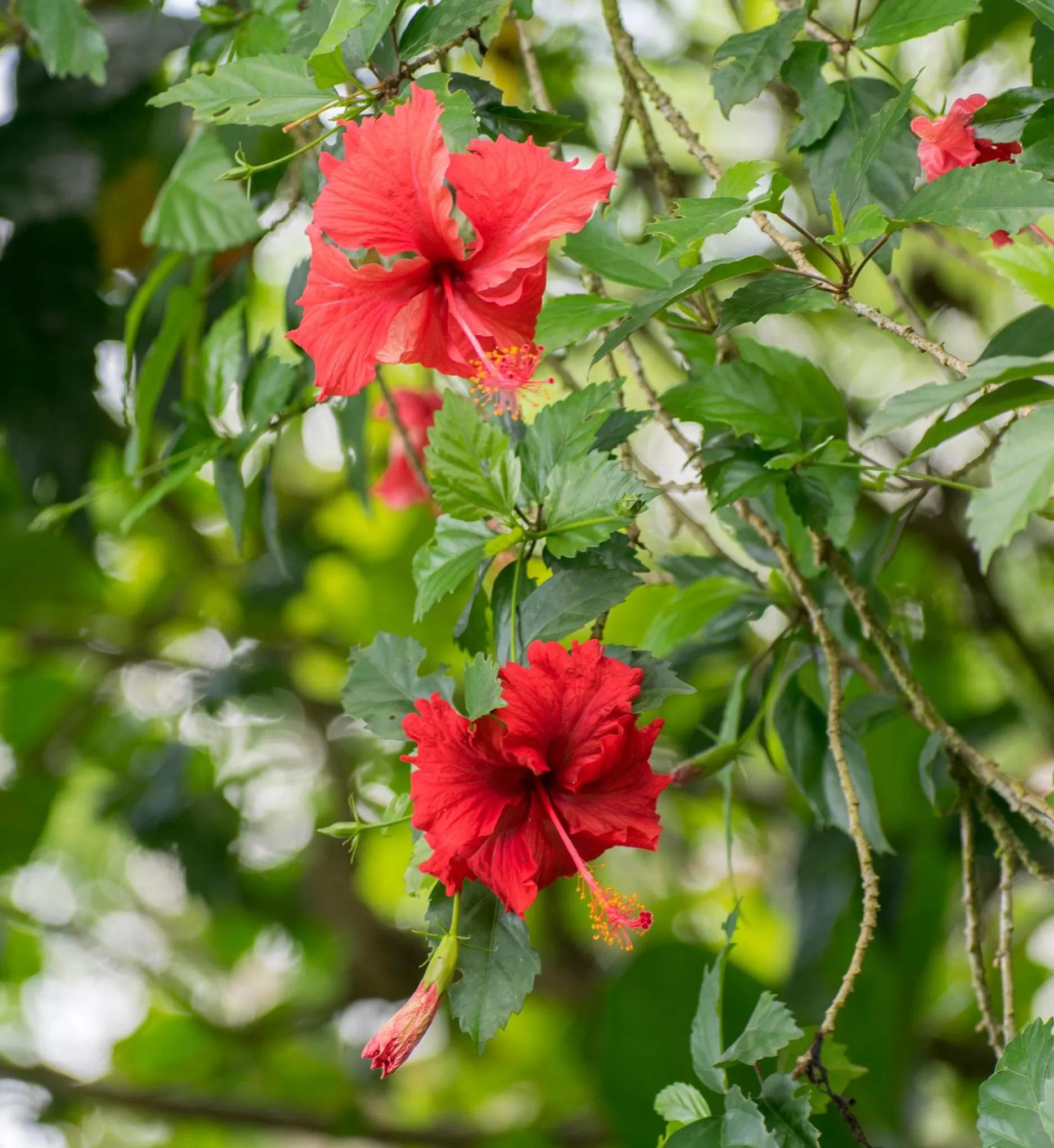 Garden view in Hotel Kokoro Mineral Hot Springs
