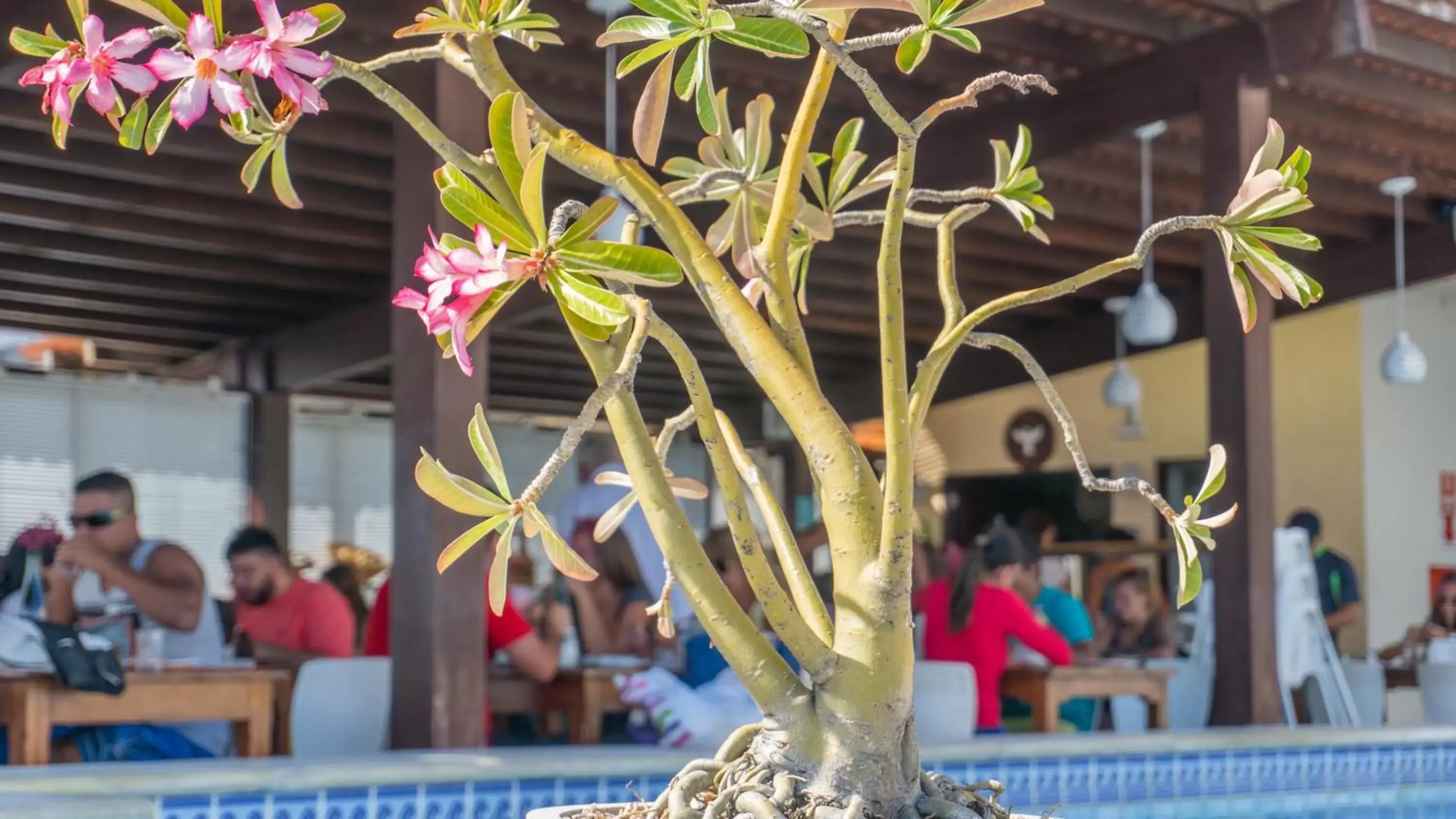 Buffet breakfast in Kristie Resort Natal Hotel