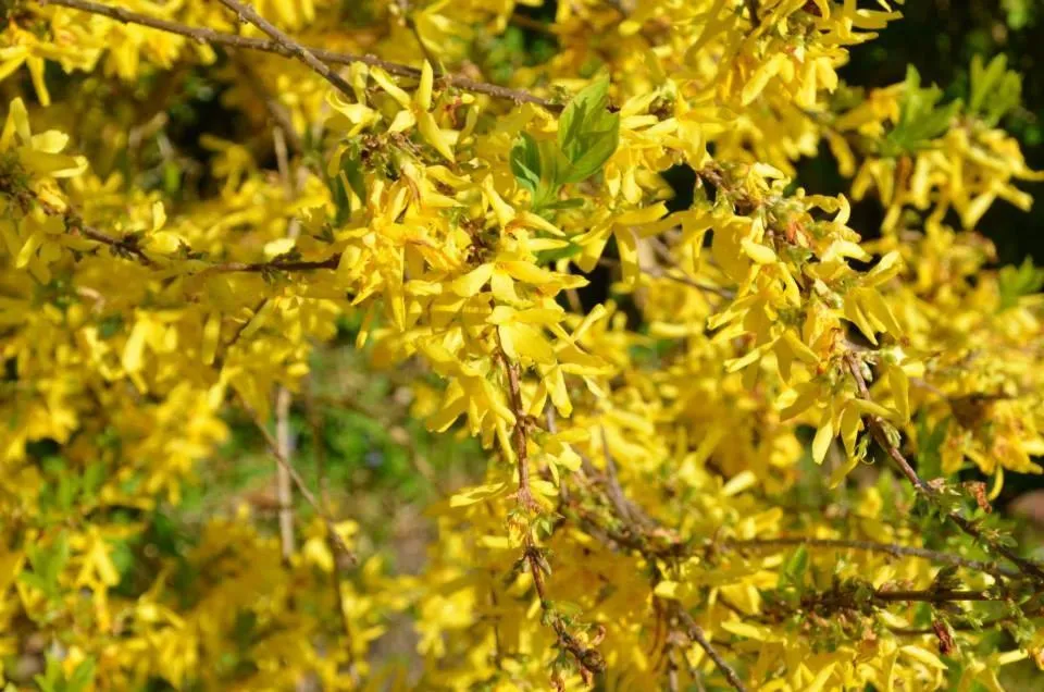 Day in Bad Schauenburg