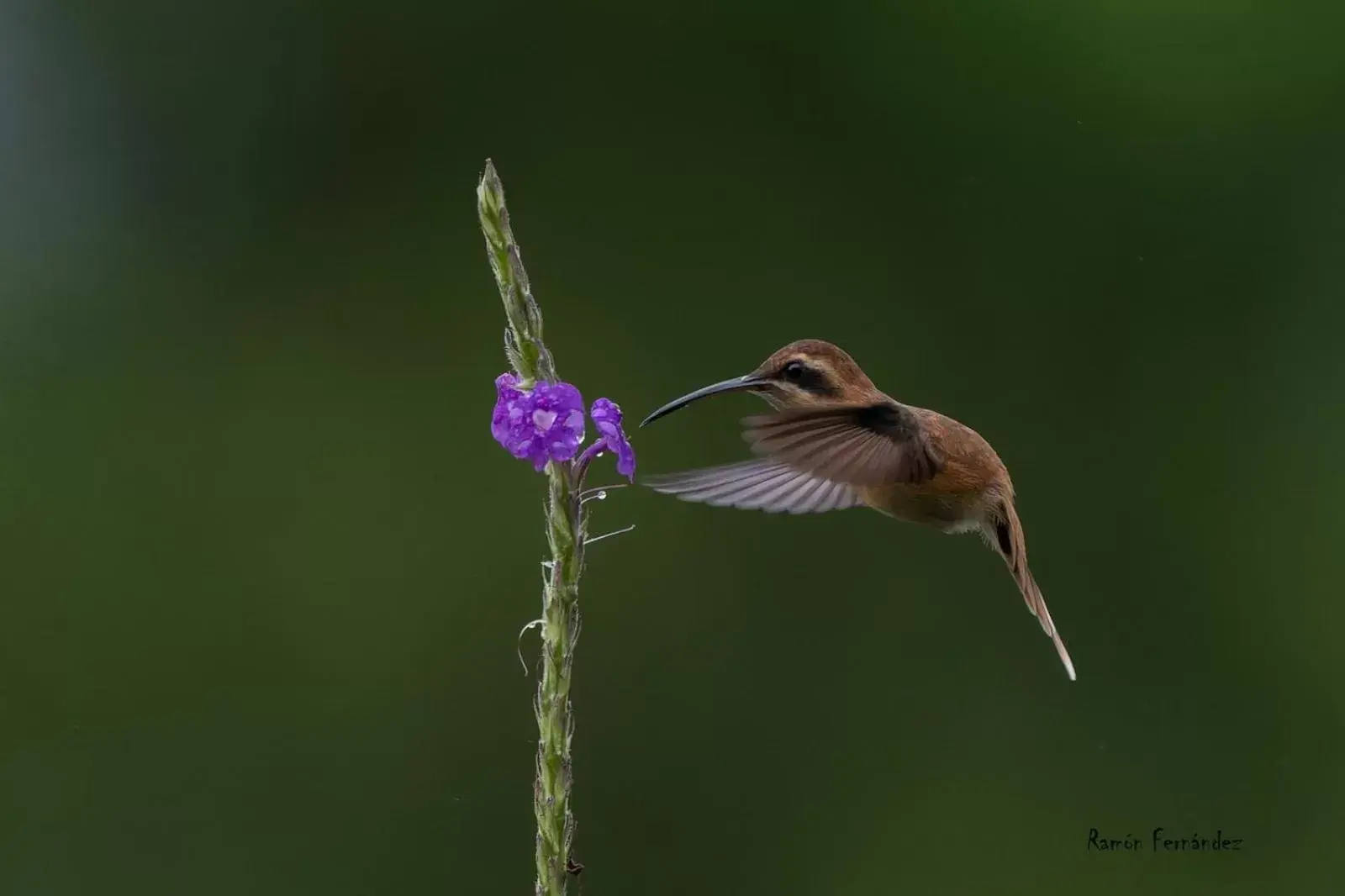 Other Animals in Birds & Breakfast Costa Rica