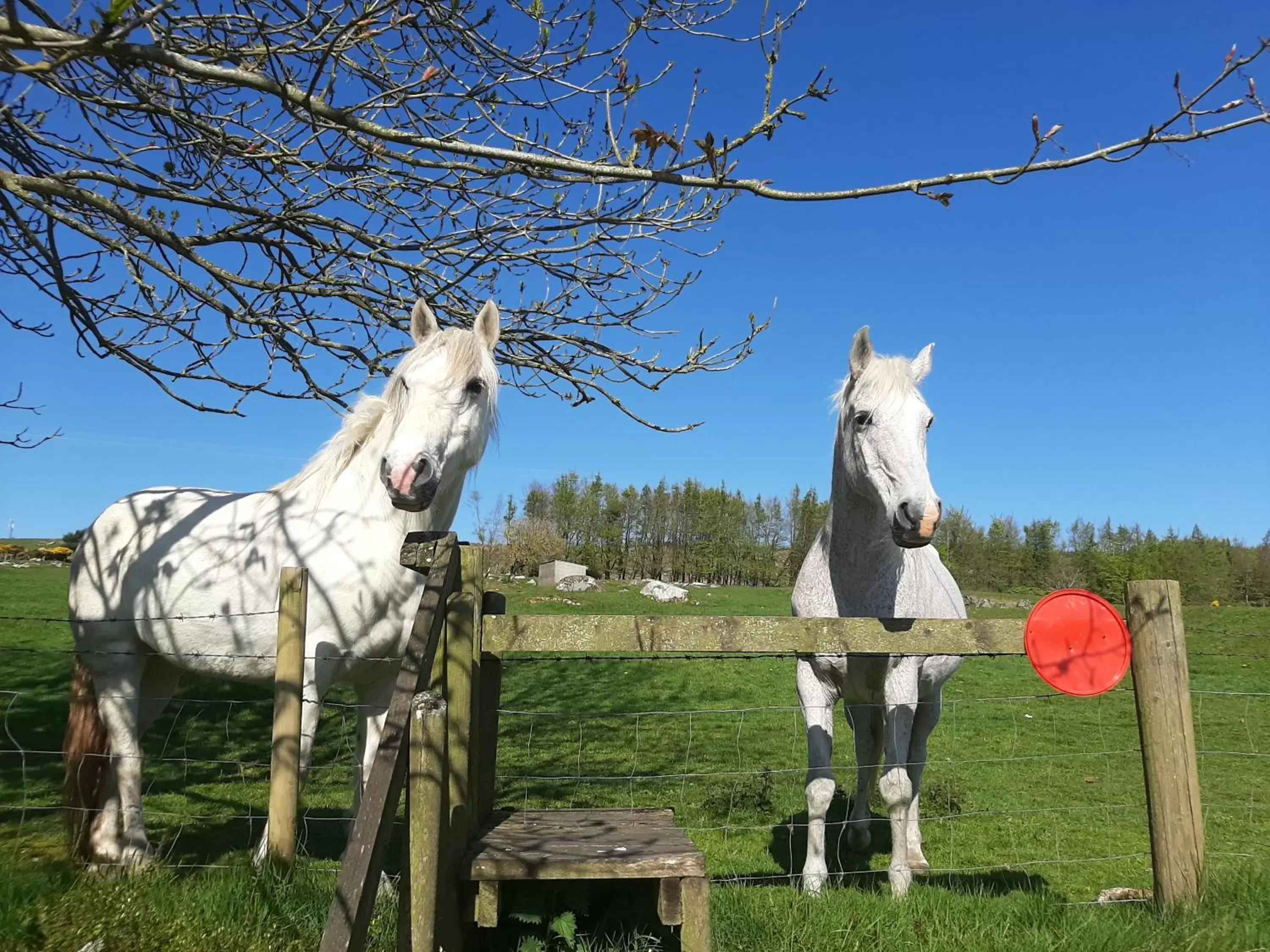 Natural landscape, Other Animals in Abhainn Ri Farmhouse