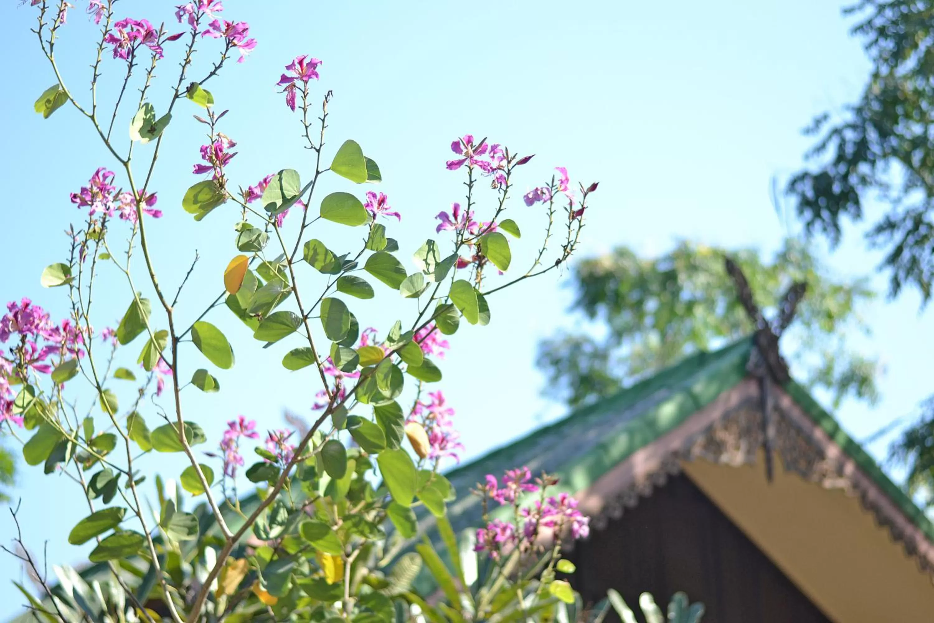 Garden in Thai Thai Sukhothai Resort