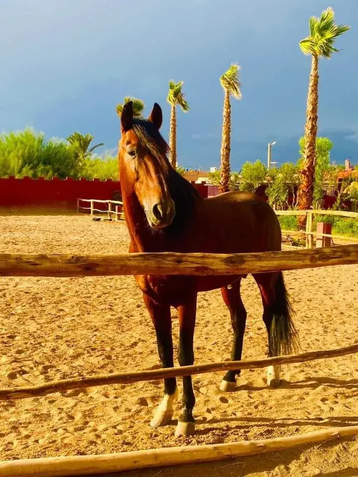 Other Animals in Le Relais De Marrakech