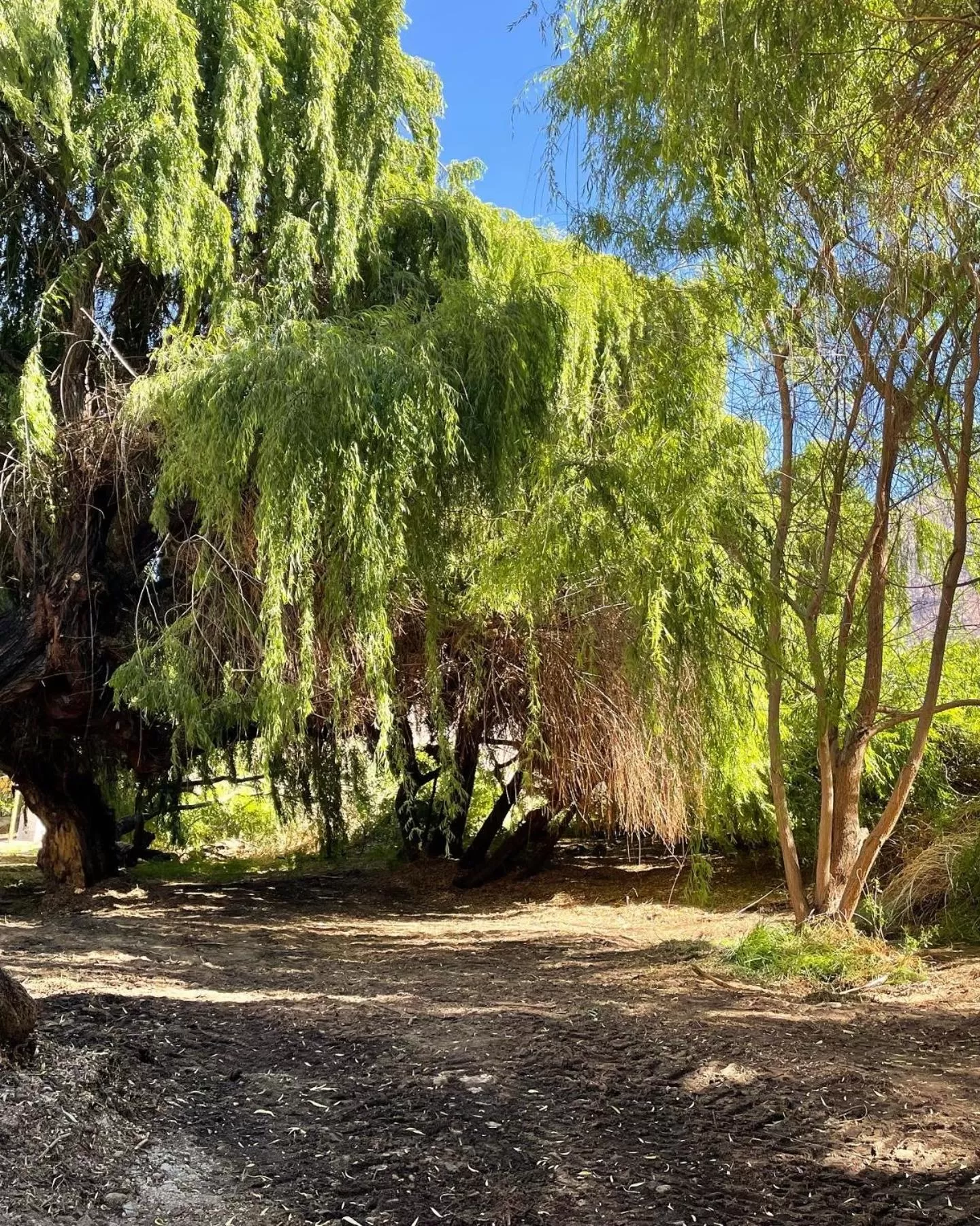 Garden in Glamping Miraflores