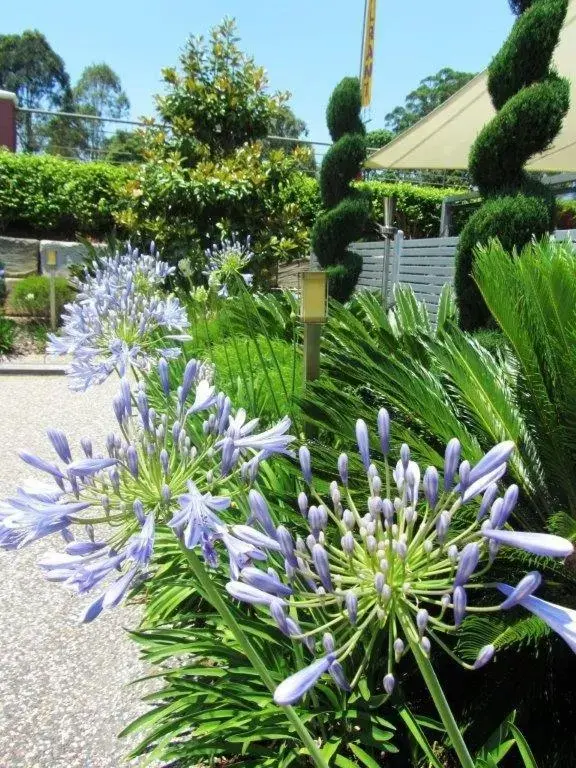 Garden in Highfields Motel Toowoomba