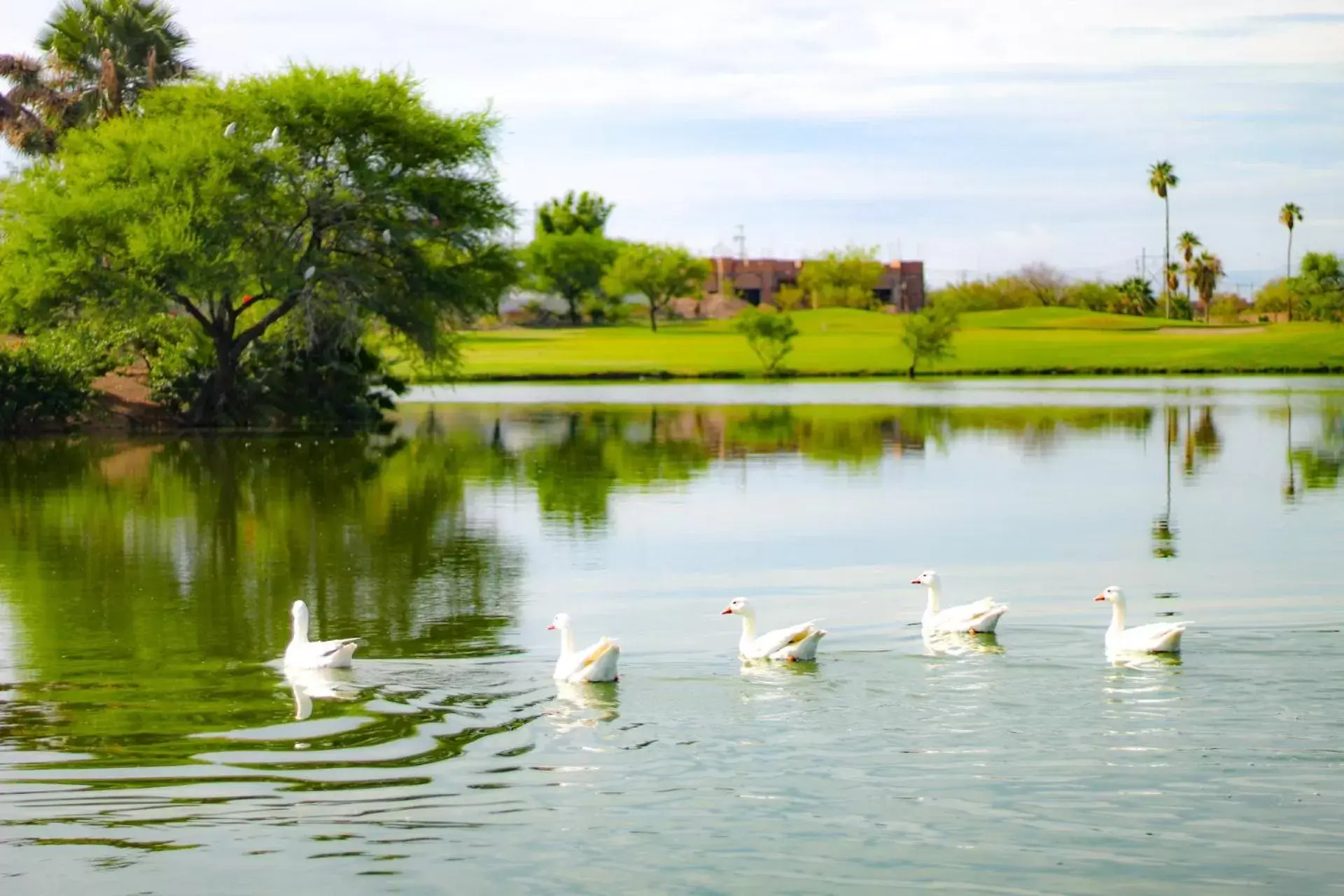 Lake view, Other Animals in Azul Talavera Country Club