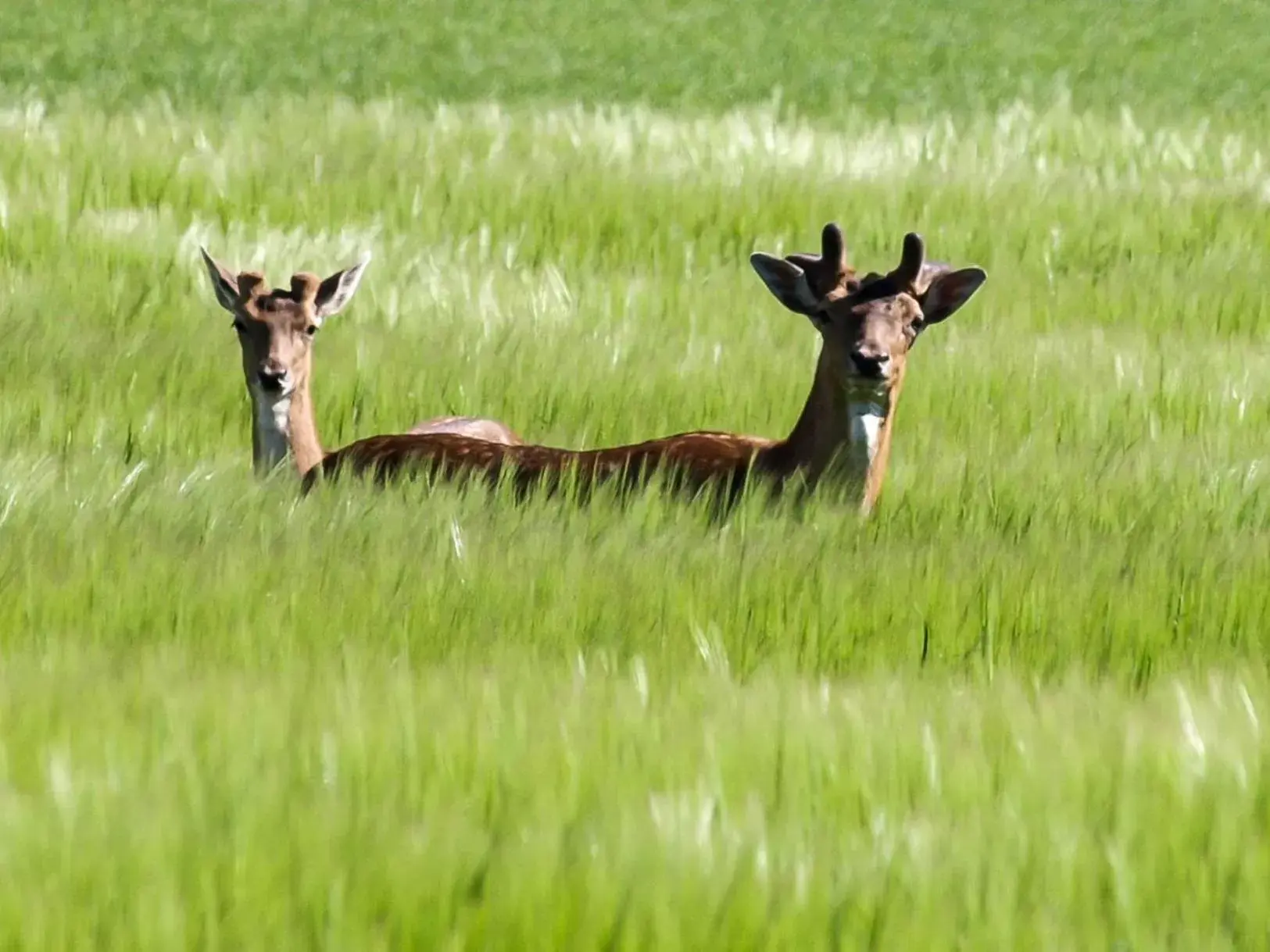 Natural landscape, Other Animals in Bed & Breakfast De Schuur Inn