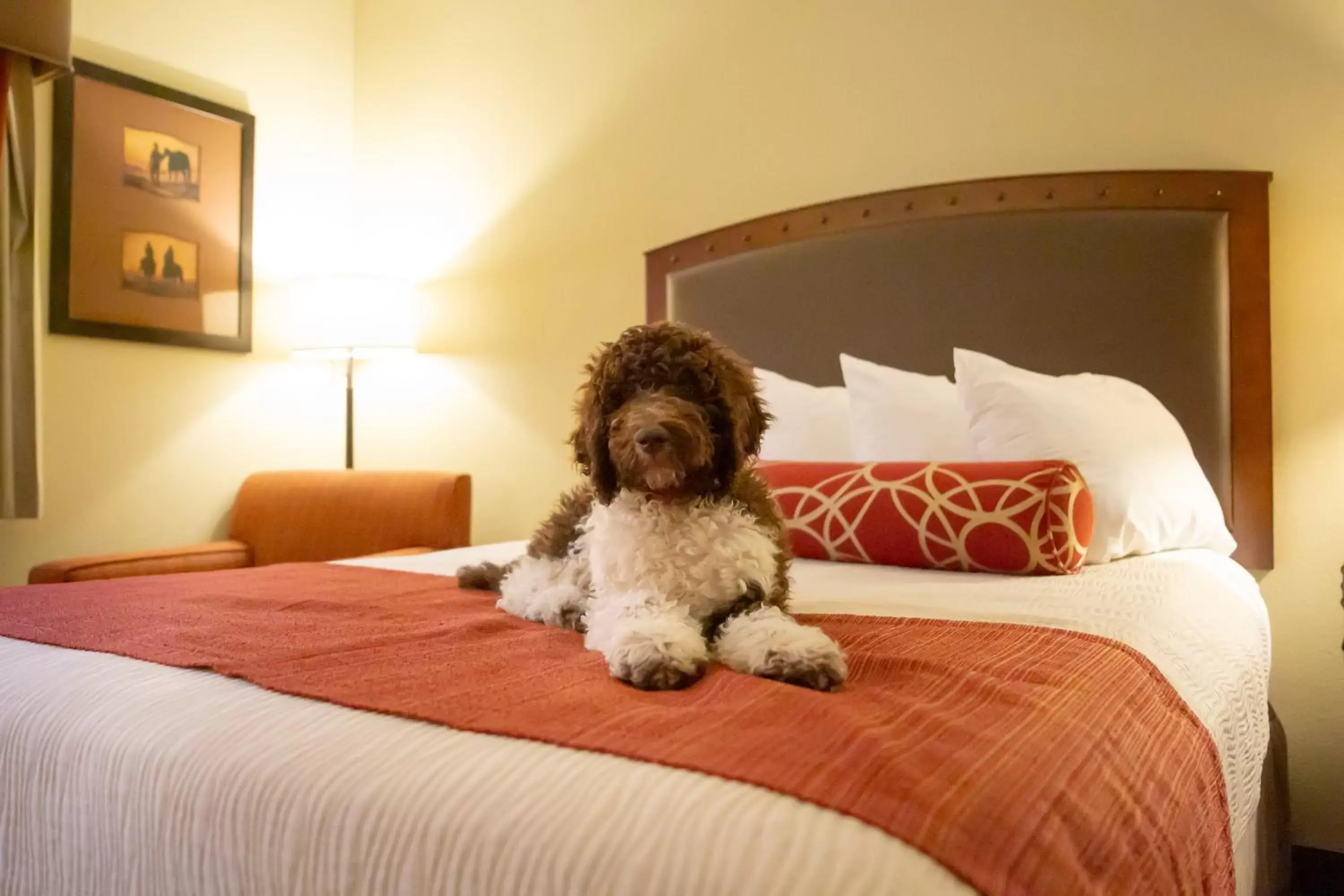 Bedroom, Bed in Best Western Plus Inn of Williams