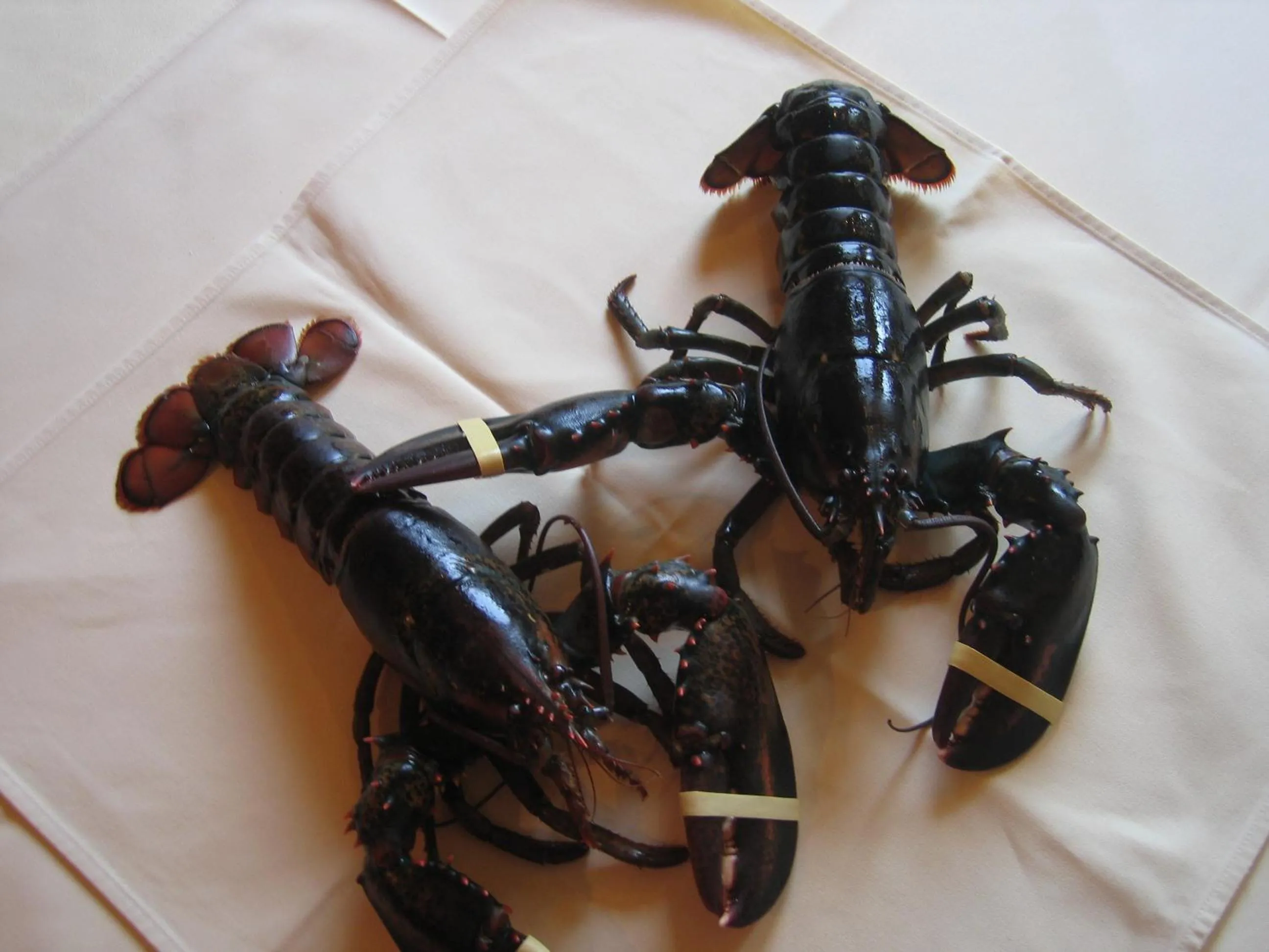 Food in Hotel Lindenhof