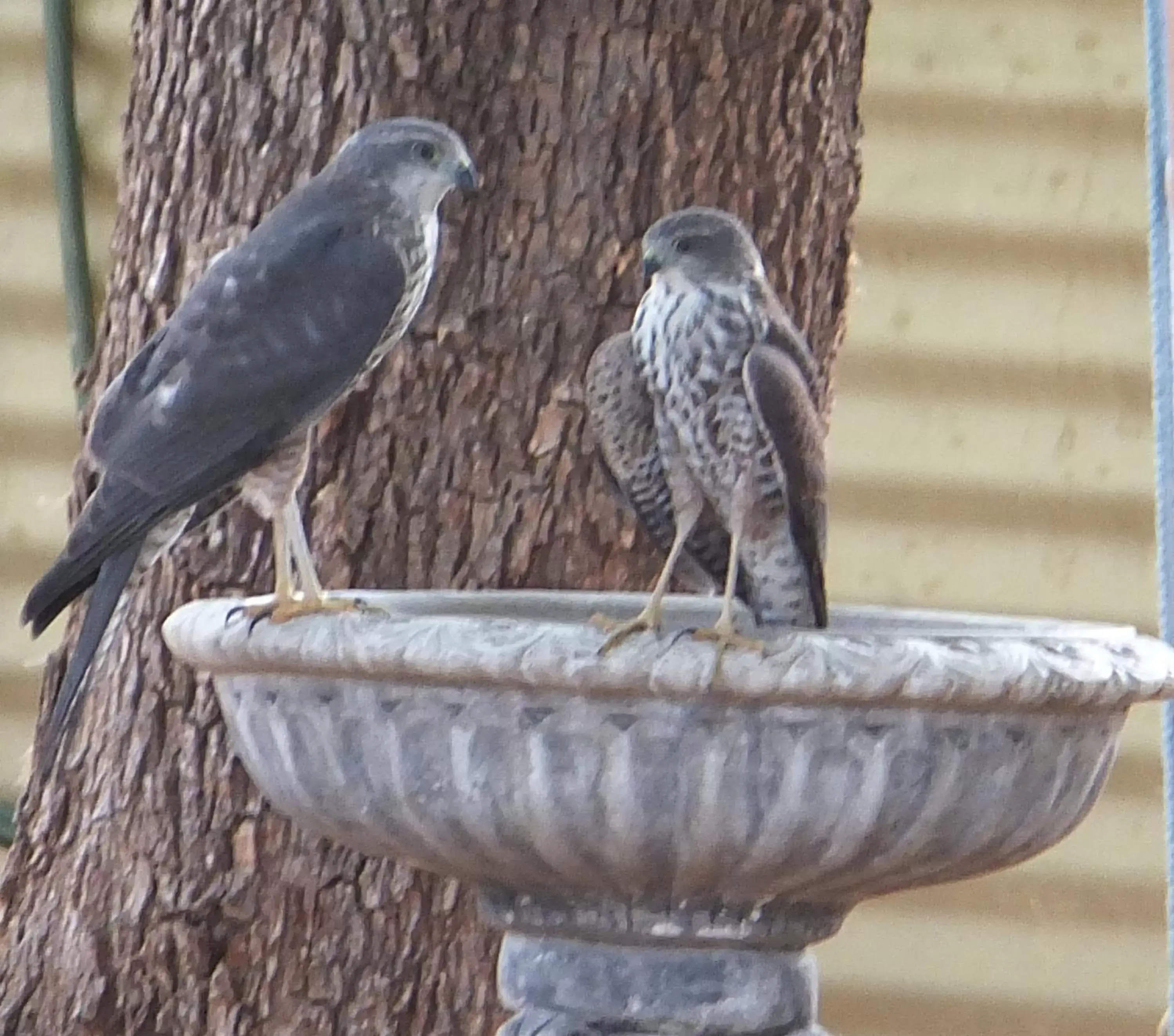 Other Animals in Kathys Place Bed and Breakfast