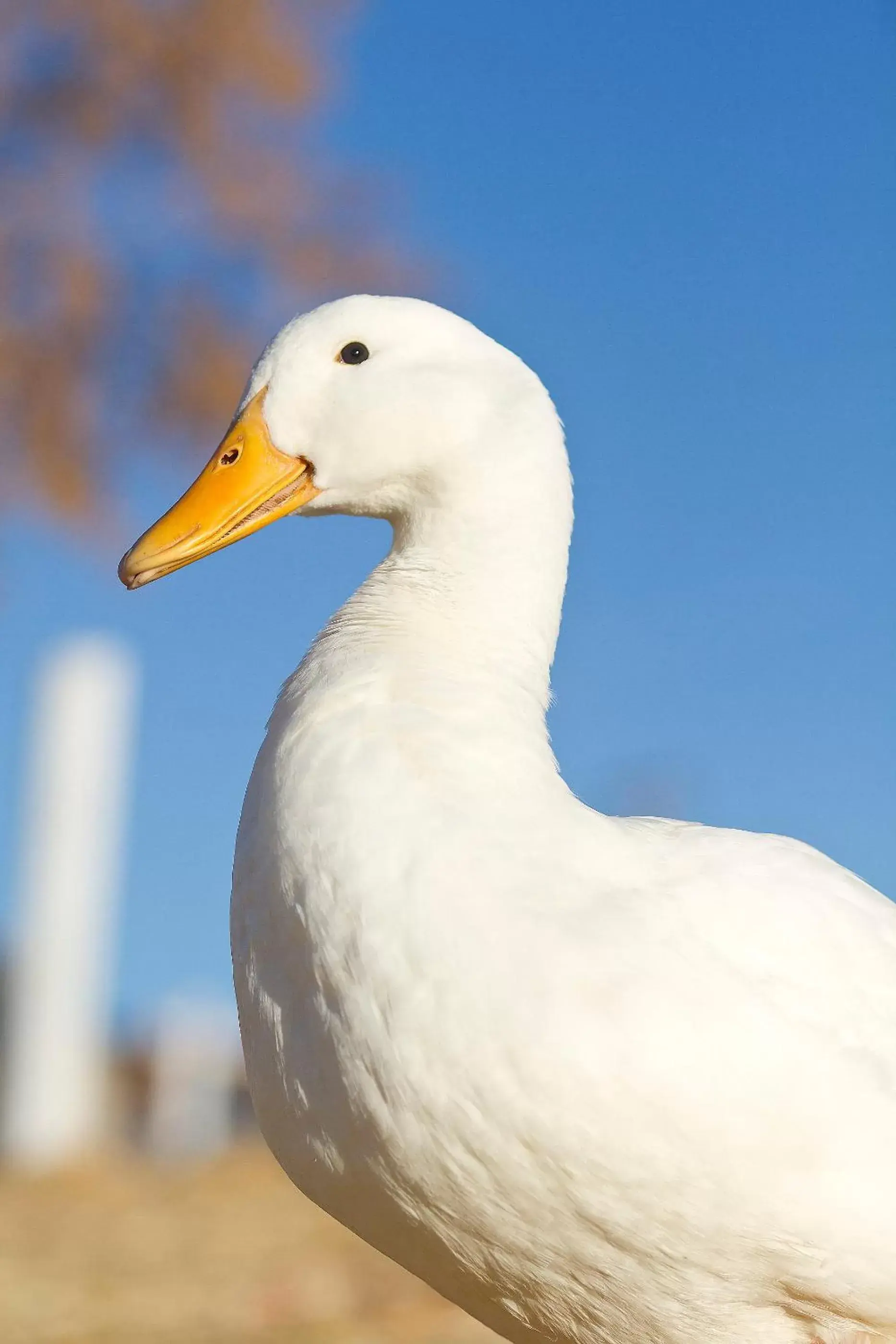 Other Animals in Rêves de Moutons