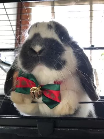 Animals in Hotel La Grange - Animal Chic Hotel