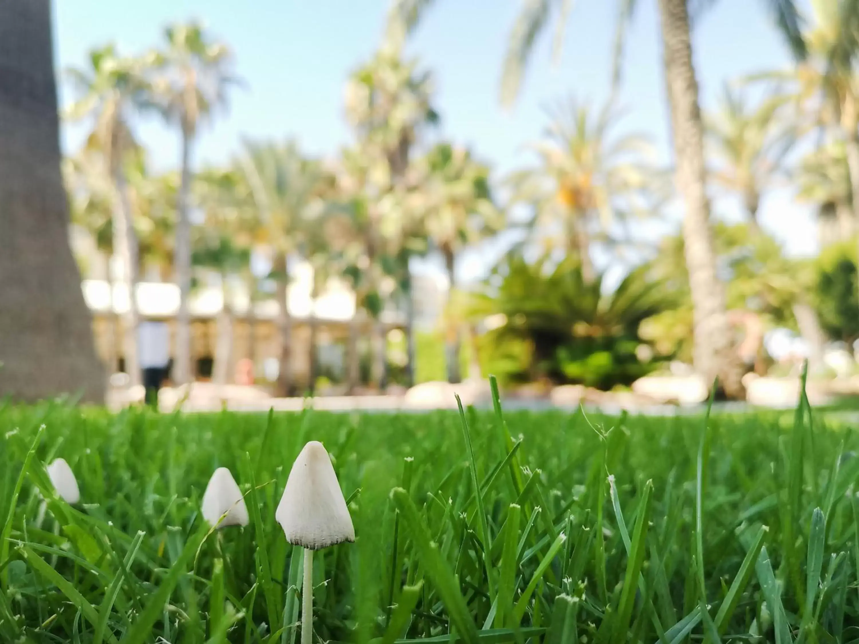 Garden in Hotel Alicante Golf