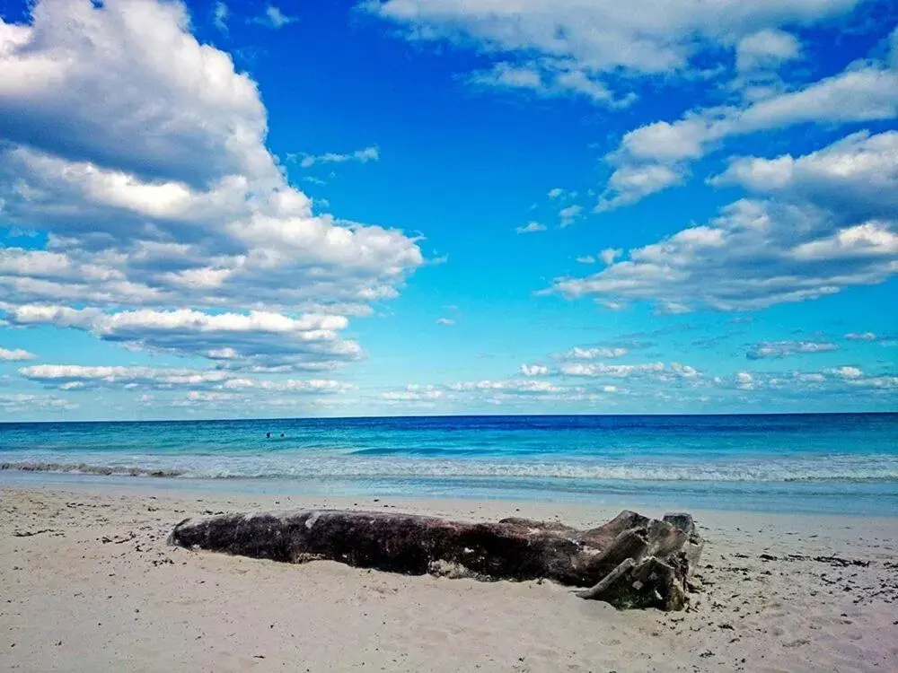 Alaya Tulum by Ahau Collection Alaya Tulum by Ahau Collection