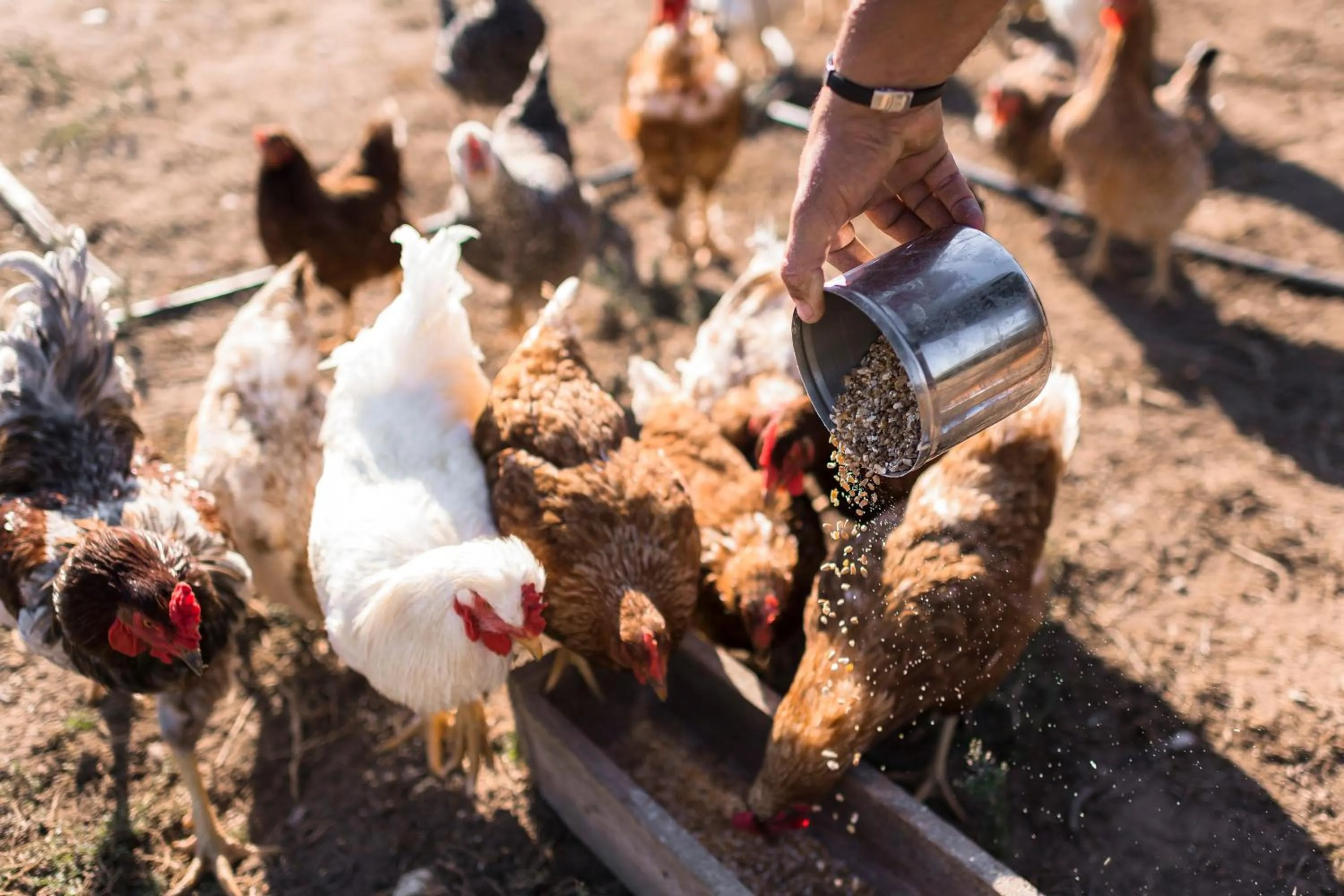 Breakfast in Sperveri Boutique Hotel