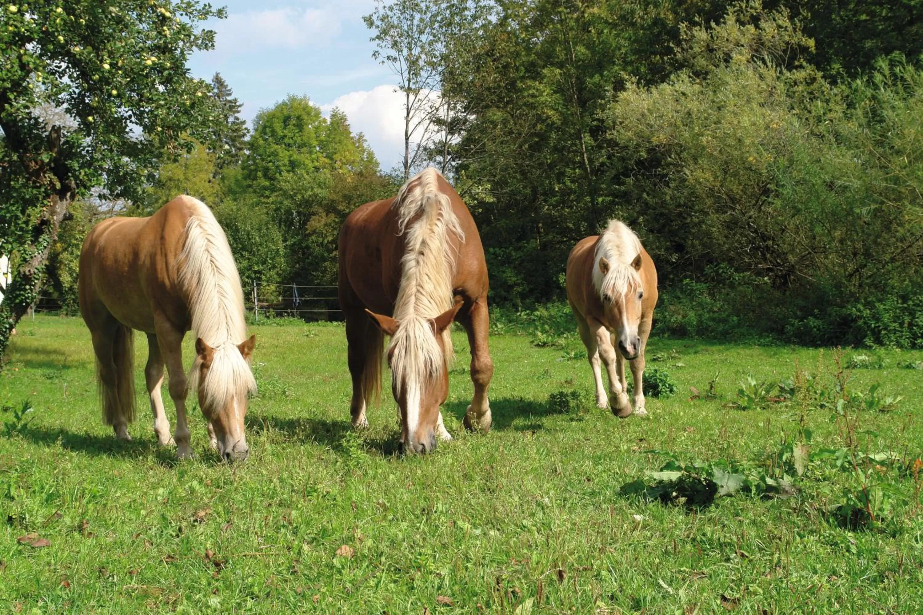 Horse-riding in Gasthof Schönau