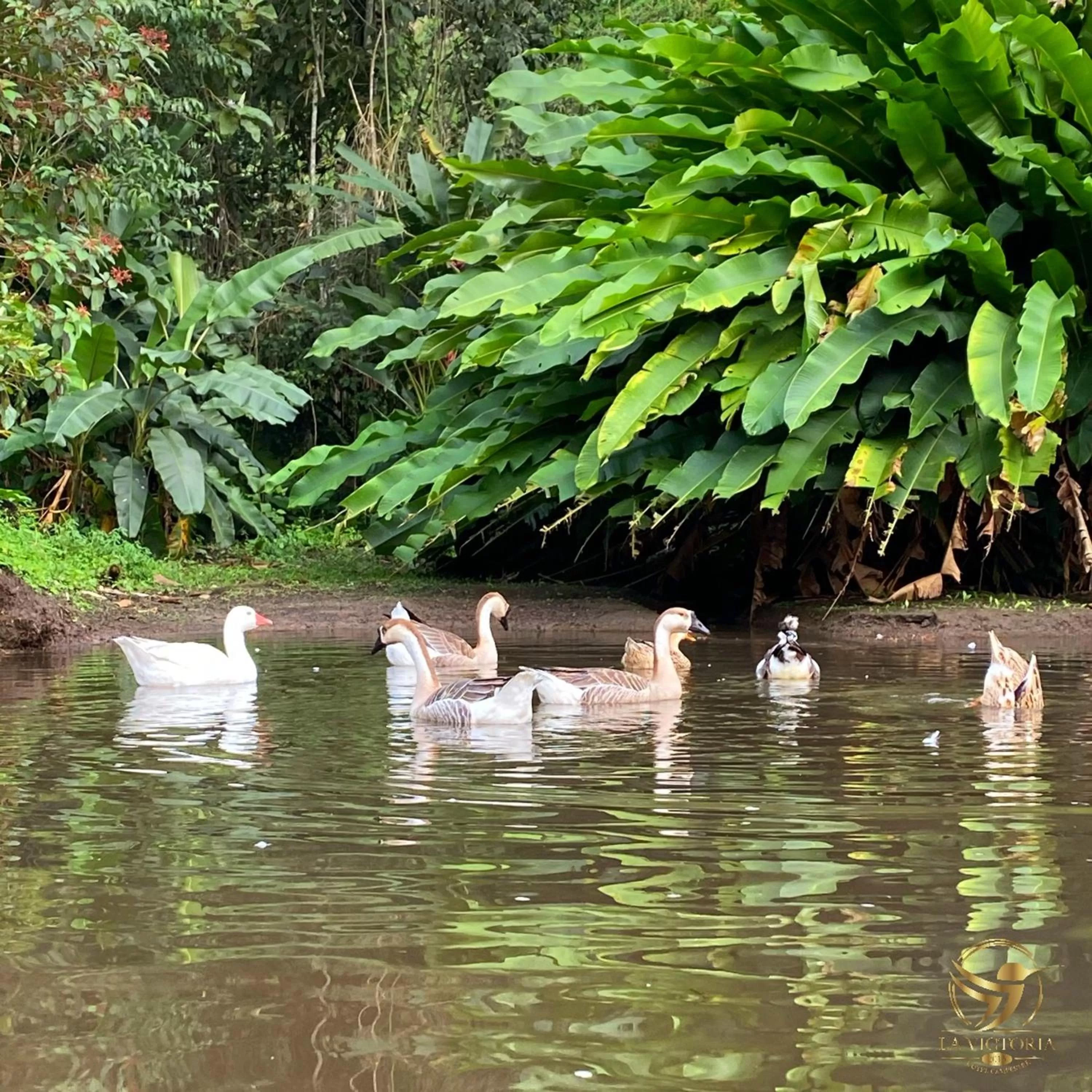 Other Animals in La Victoria Hotel Campestre