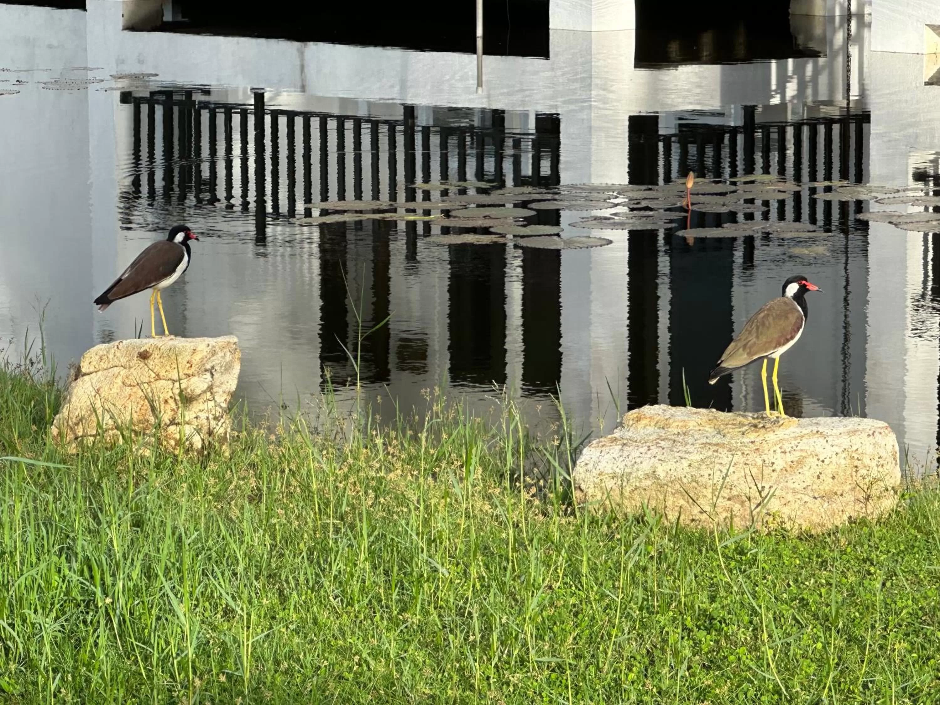 Day in Amaluna Resorts